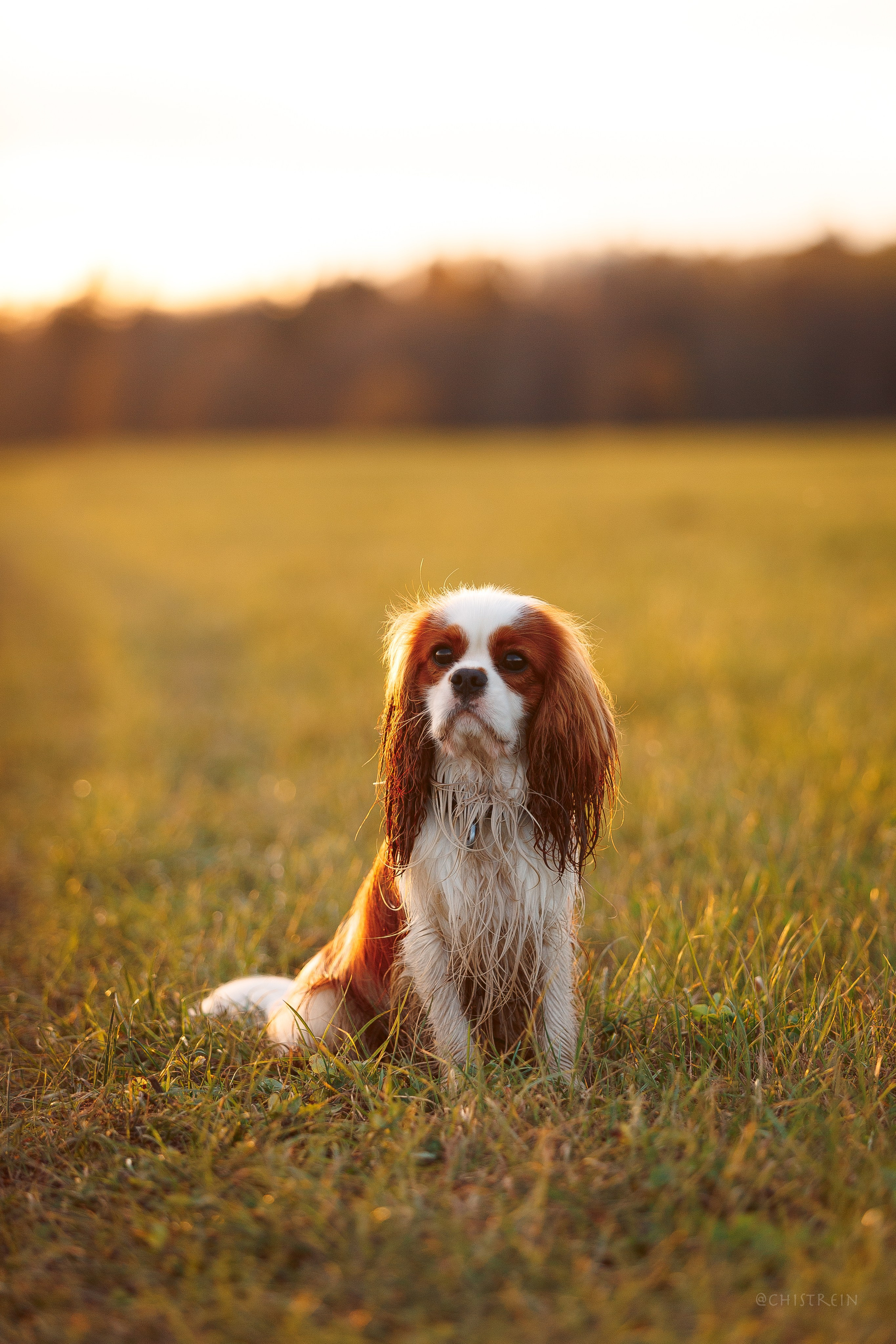 Октябрьский закат в полях. Алина и Лео. Фотограф-анималист Наталия Чистюхина в г. Сосновый Бор и ЛО