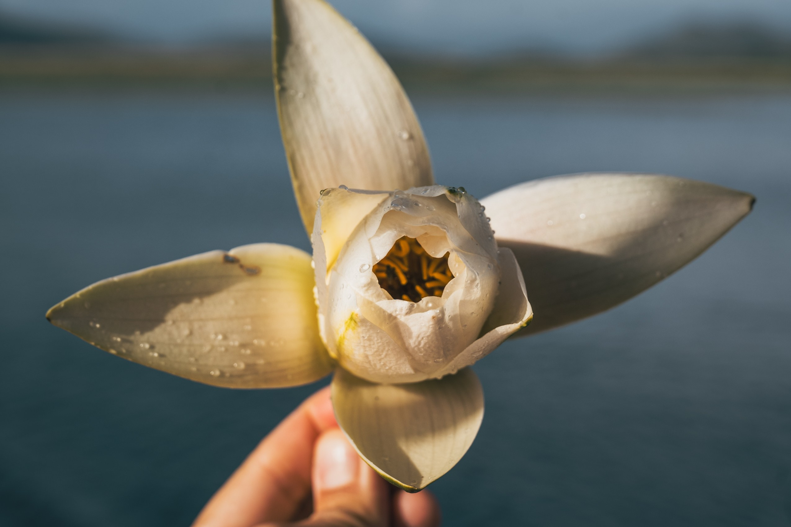 СКАДАРСКОЕ ОЗЕРО. ЧЕРНОГОРИЯ. Фотограф в Белграде Чугреева Елена