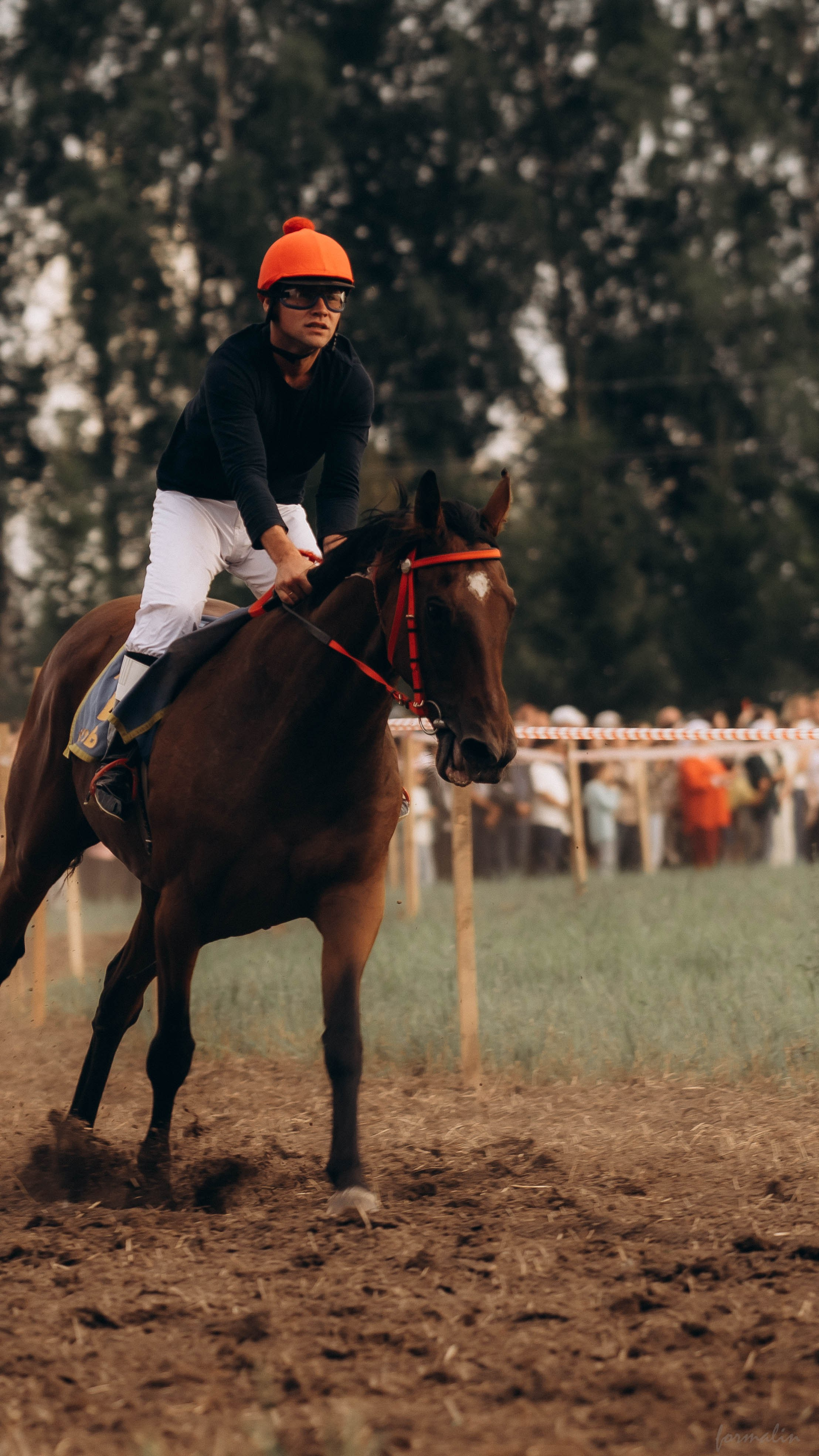 День Коня. Алиса Никитцова | Фотограф в Казани