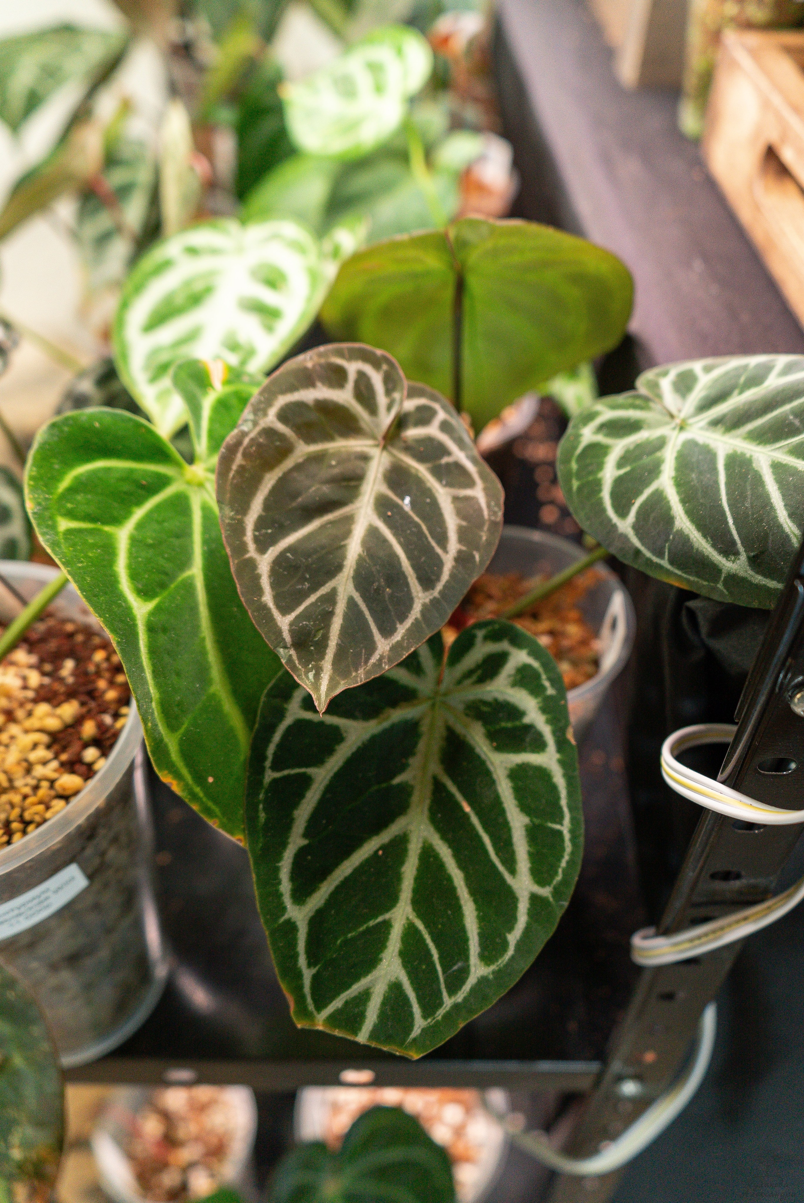 Гроубокс Артплей апрель. Александра Куликова фотограф, Москва