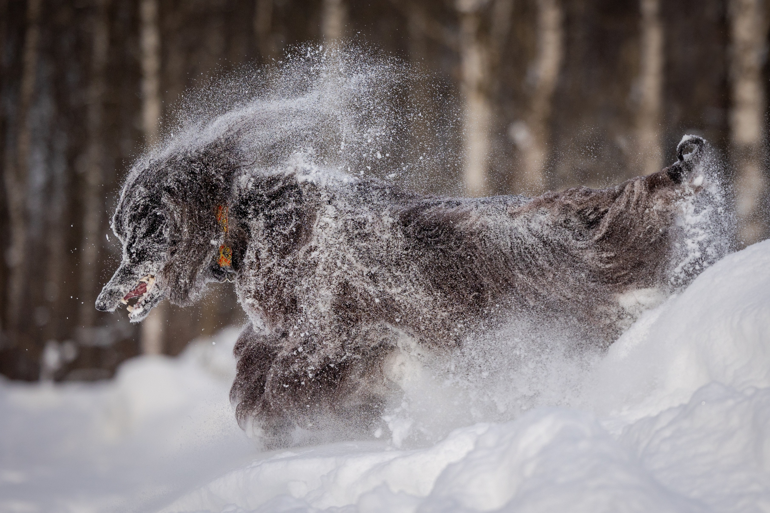 Игры афганов в снегу. Фотограф-анималист Natalia Deingel | Фотосъемка собак в Москве