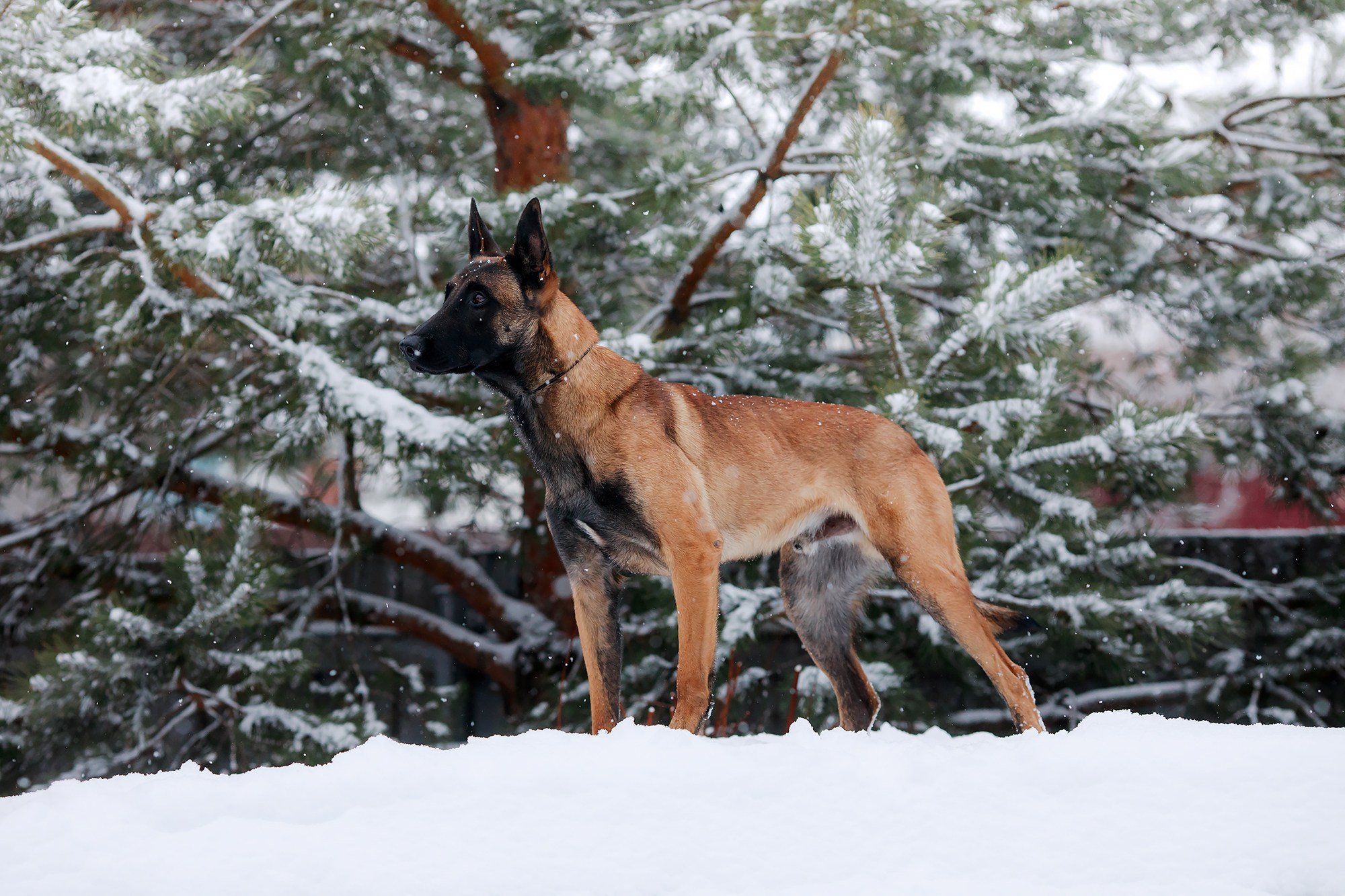 Зимние портреты. Фотограф-анималист Mary Mart — Москва, Питер