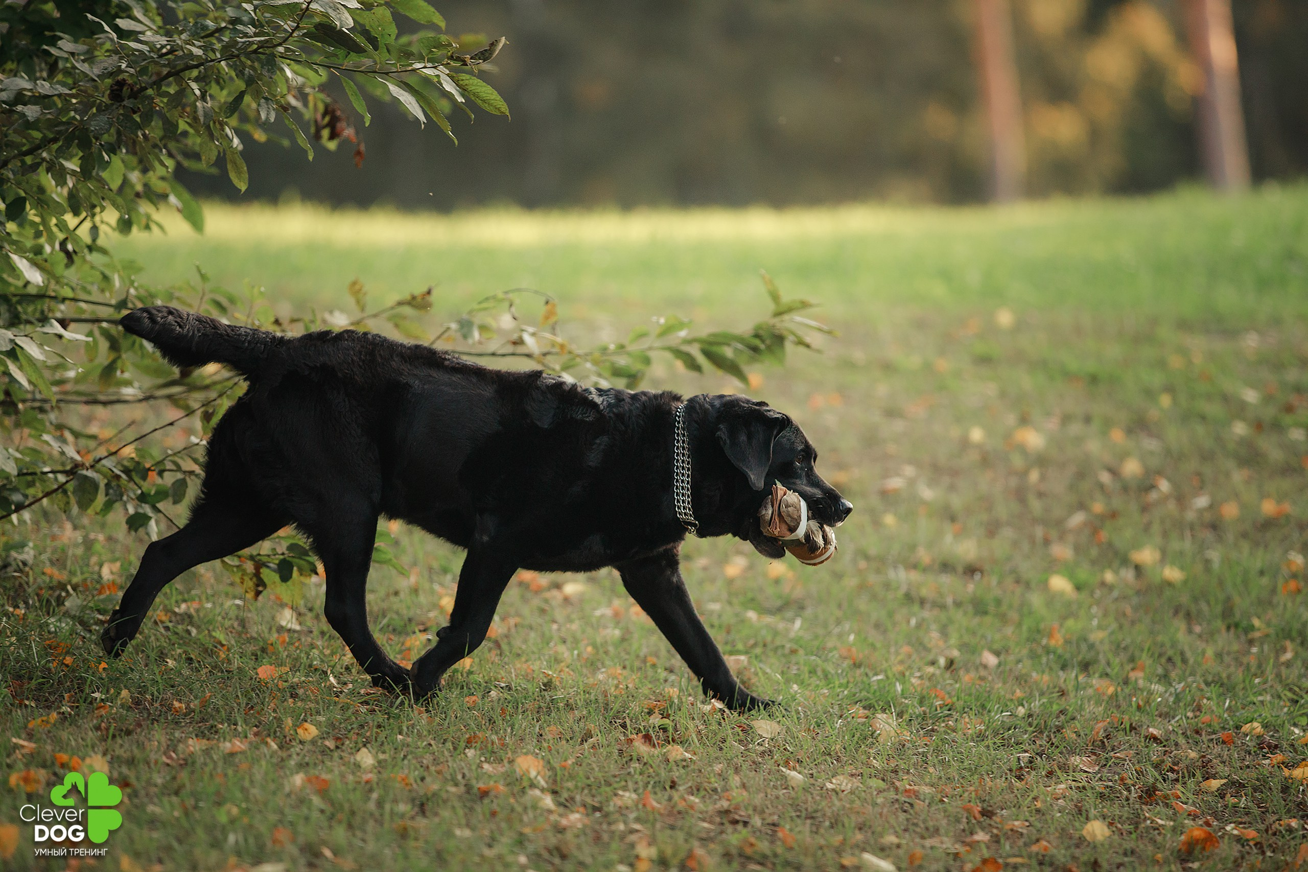 Кинологический лагерь CleverDog, 2024. Фотограф-анималист Mary Mart — Москва, Питер