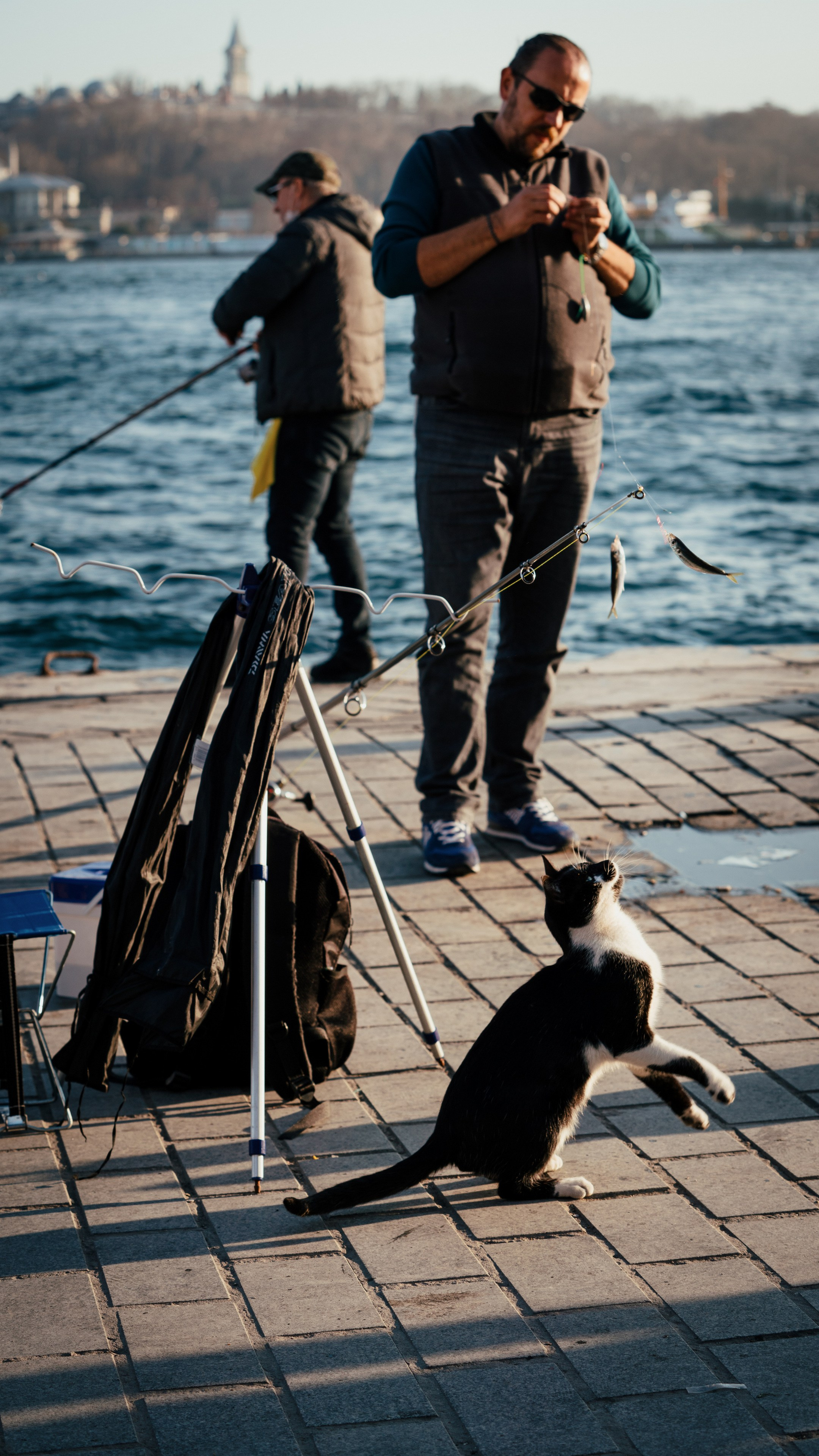 Кошки. Фотографии Дмитрия Захаренко