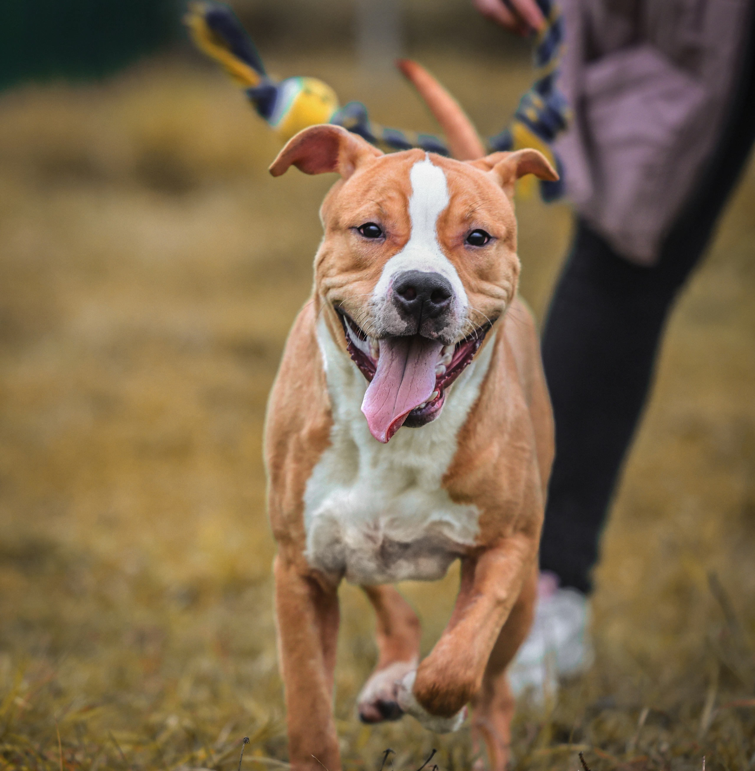 Анималистика. Репортаж. Индивидуальная съемка