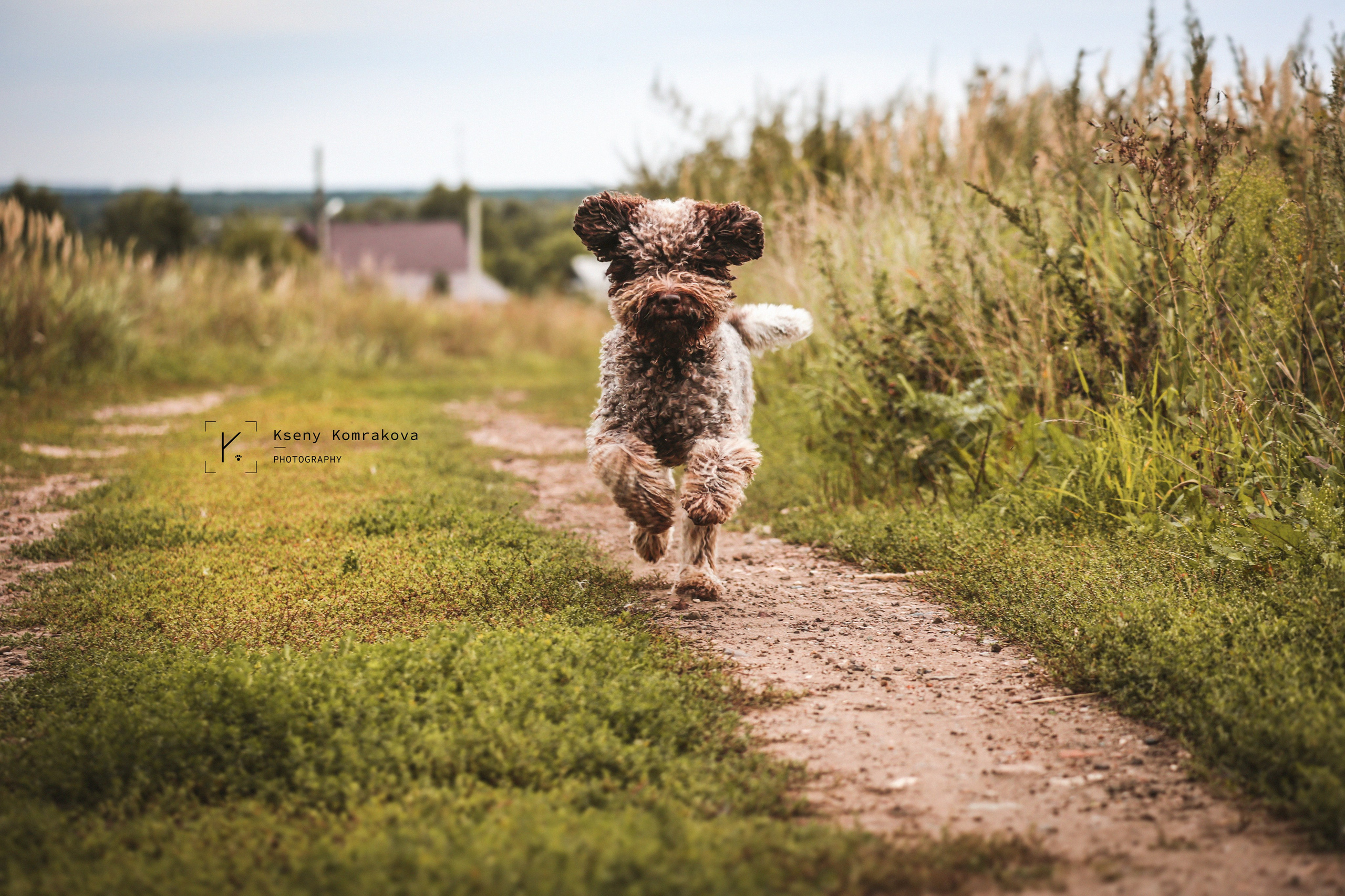 Анималистика. Репортаж. Индивидуальная съемка