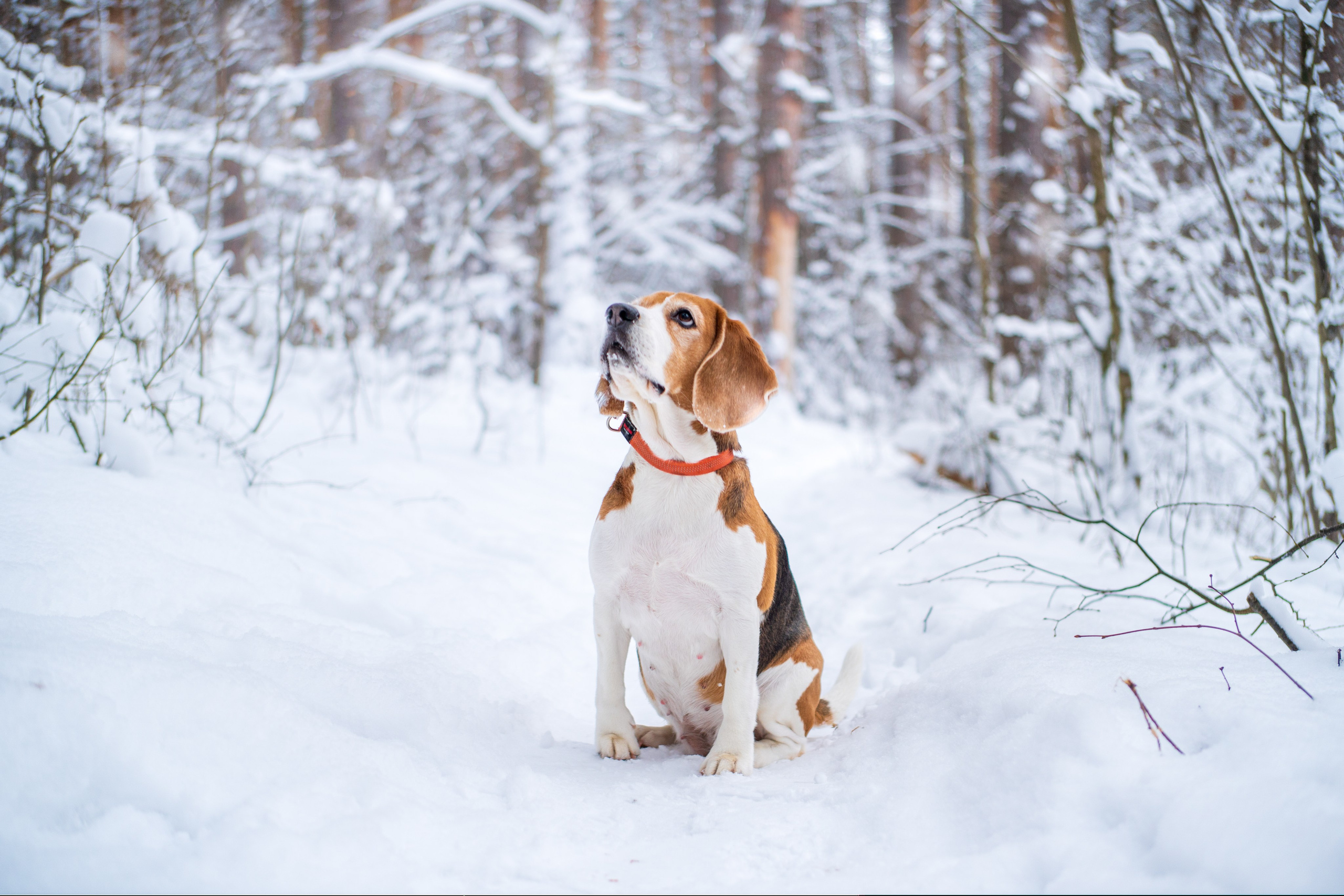 Анималистика. Никита Соловьев | Фотограф в Санкт-Петербурге