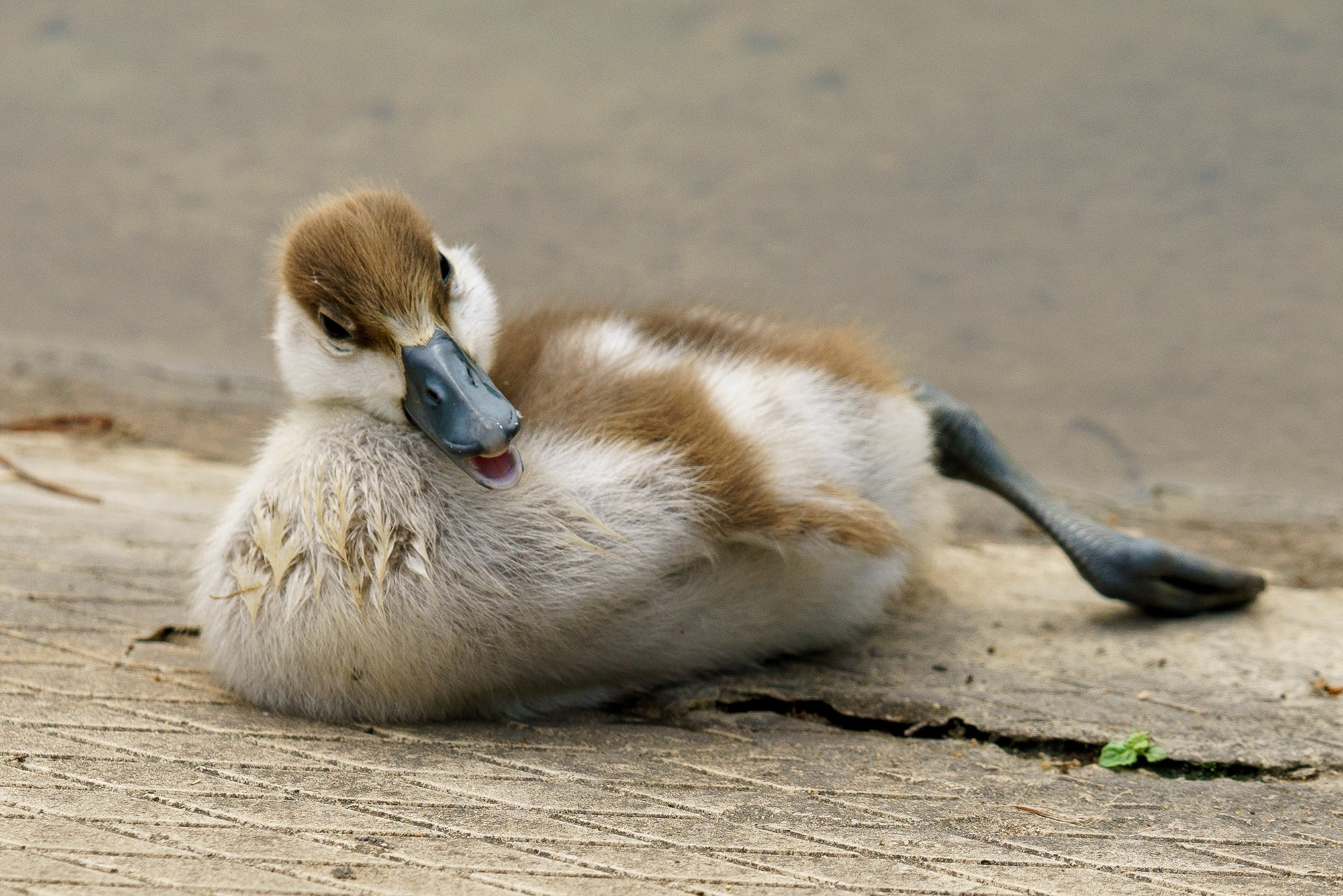 Удивительные мир птиц. Вокруг нас столько прекрасного — присмотритесь!. Ваш личный фотограф Марина Волкова