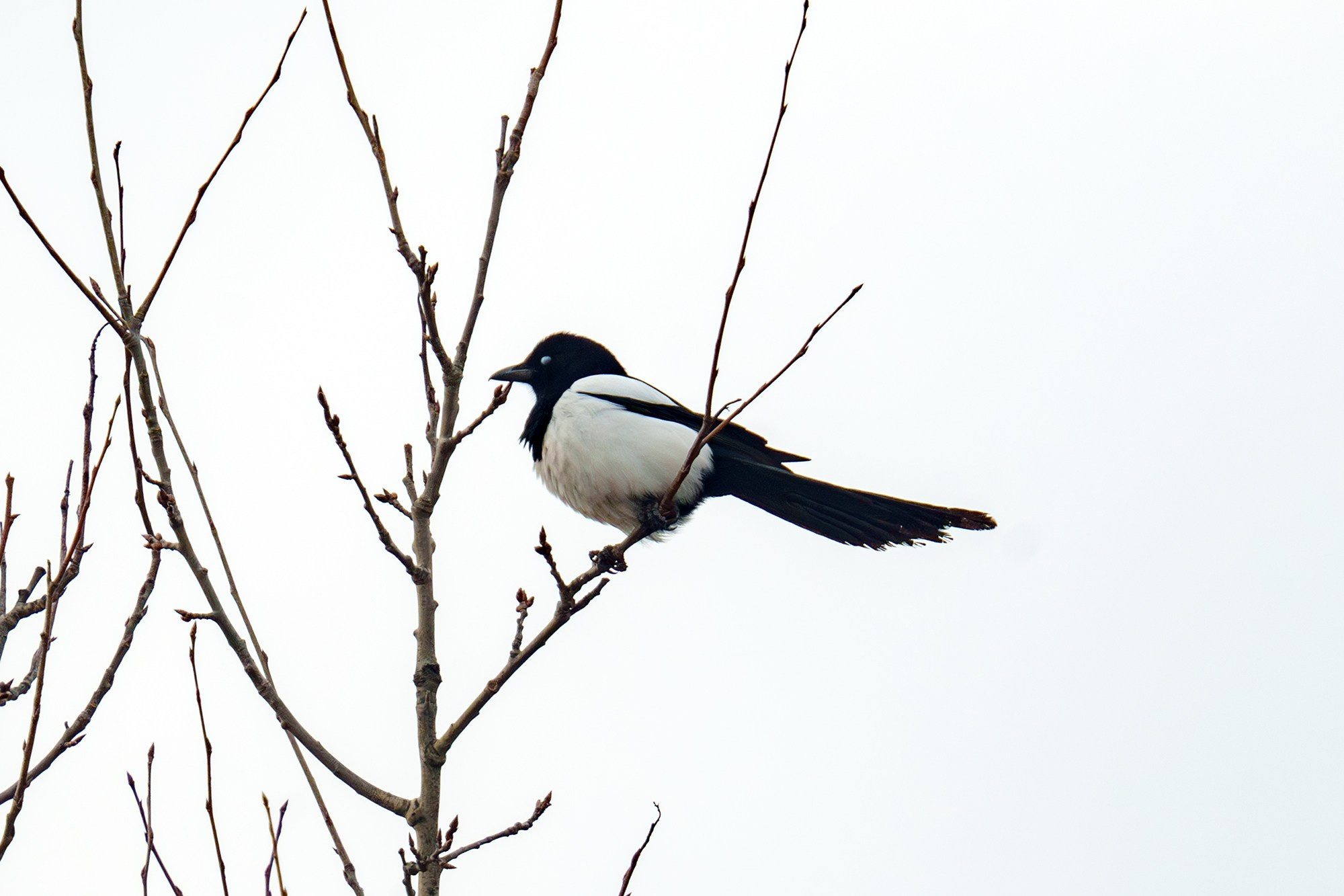 Удивительные мир птиц. Вокруг нас столько прекрасного — присмотритесь!. Ваш личный фотограф Марина Волкова