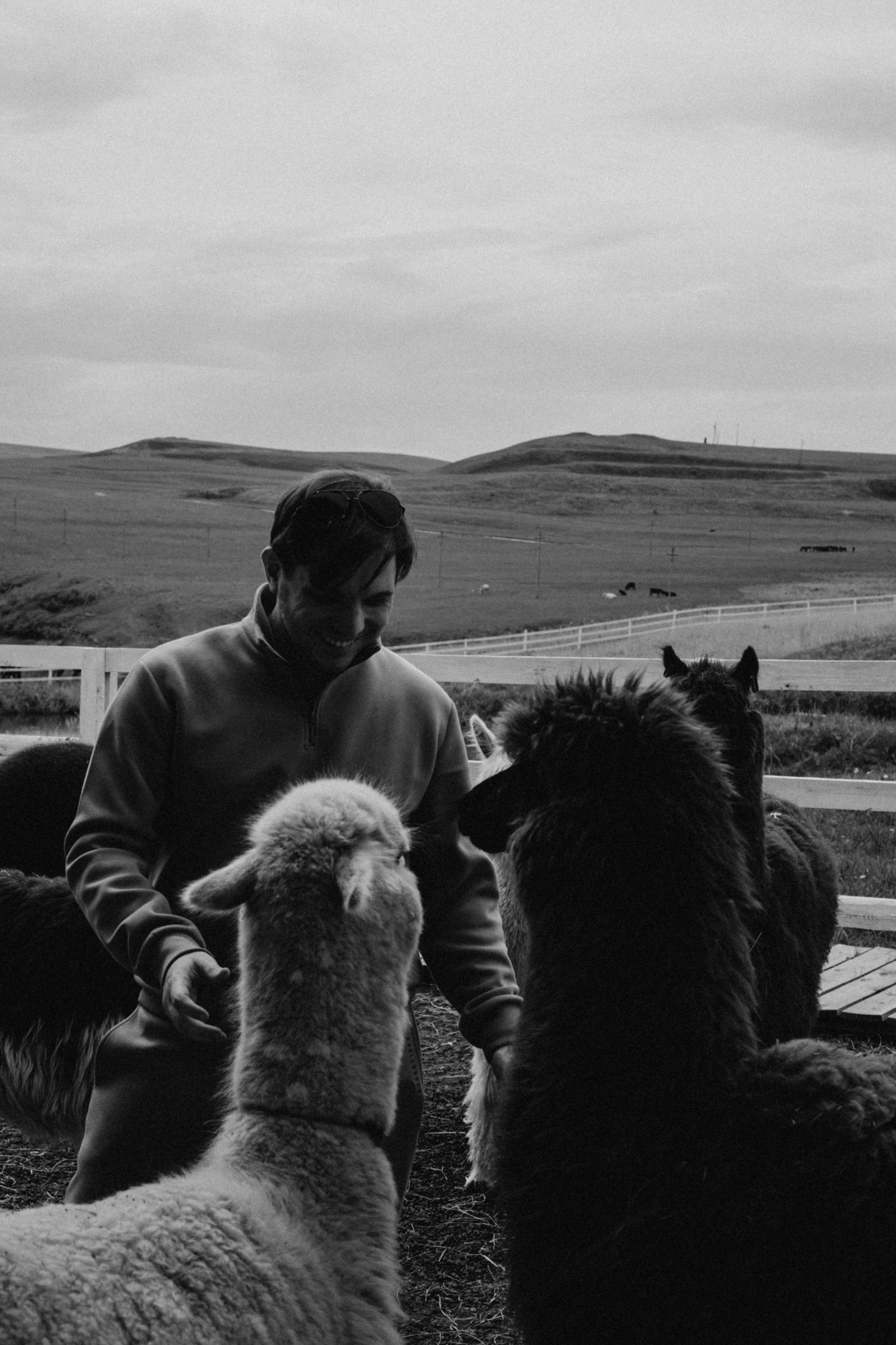 Ферма Альпак. Профессиональный фотограф, Санкт-Петербург — Виктория Богомолова