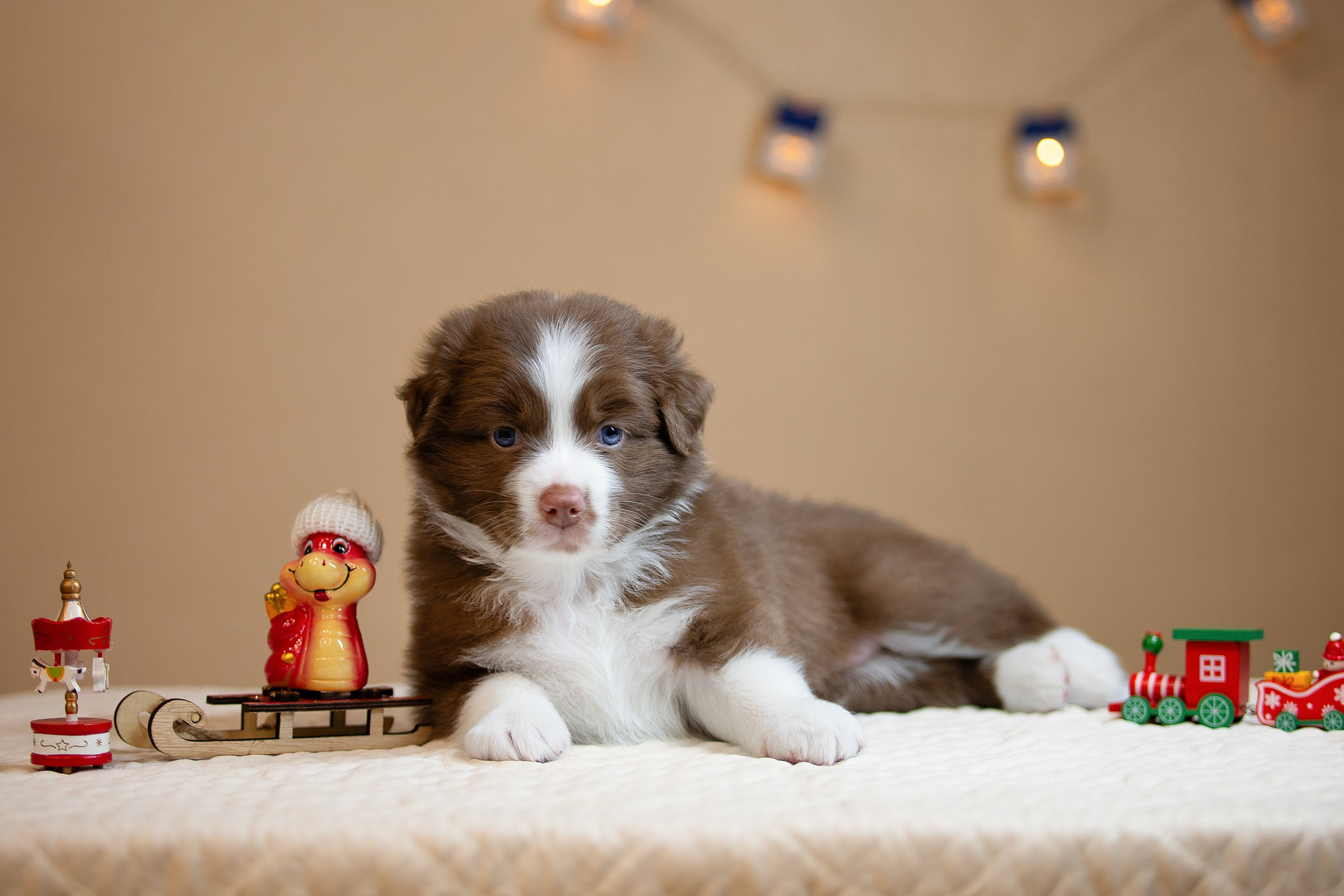 Заводчик Ольга Тутлова. Творческий фотограф Вологда