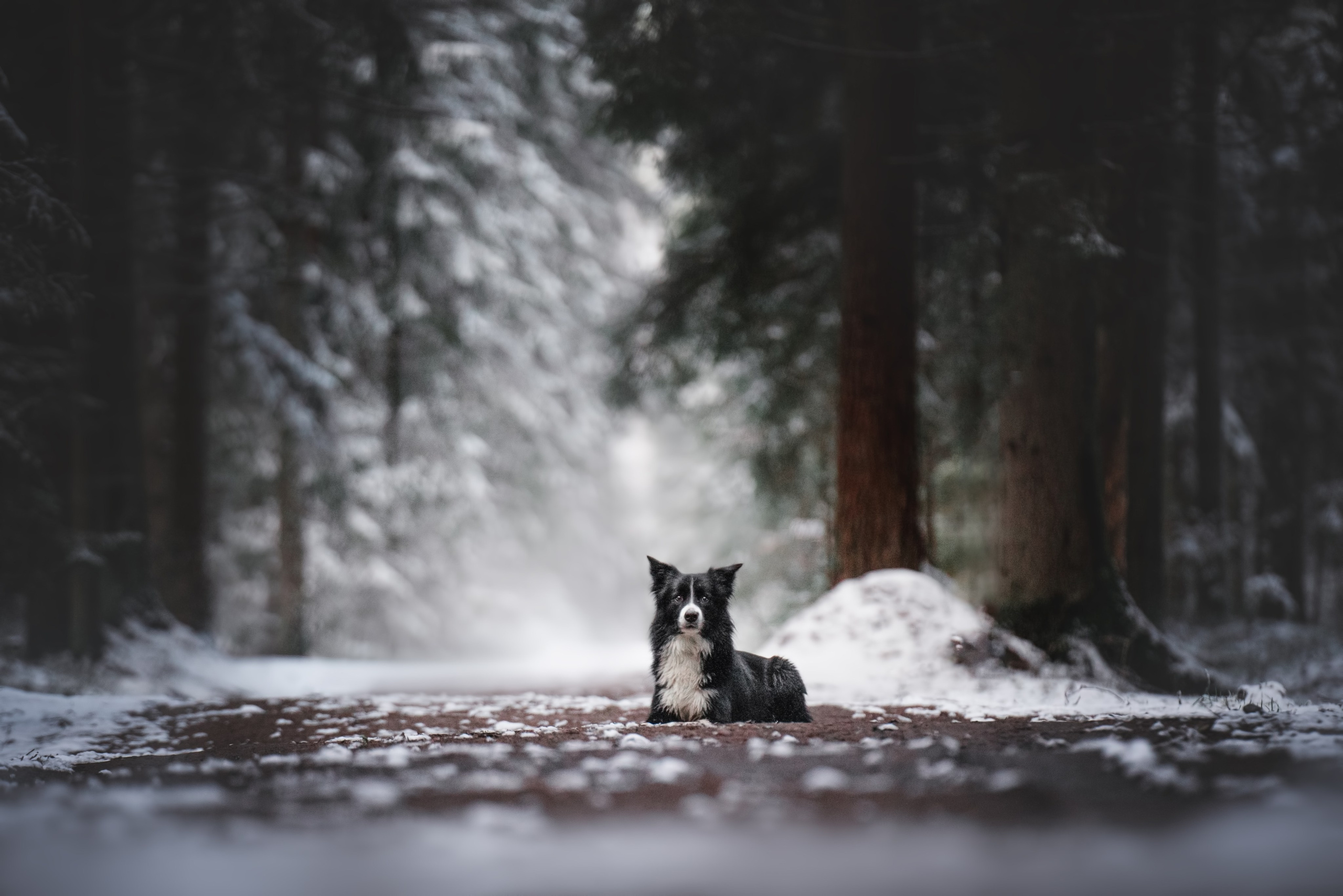 Маккензи. Фотограф анималист Осипчикова Мария