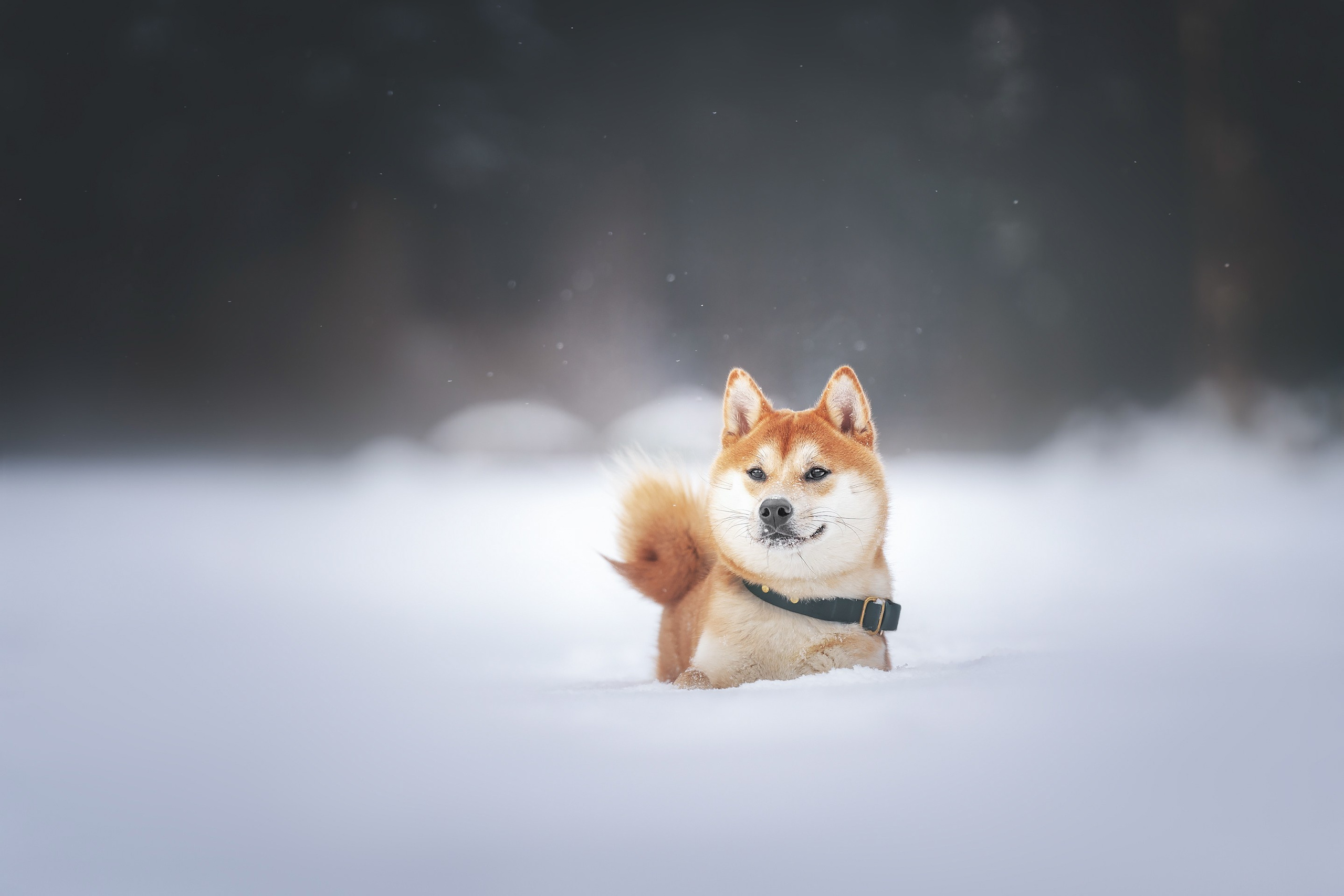Сабуру. Фотограф анималист Осипчикова Мария