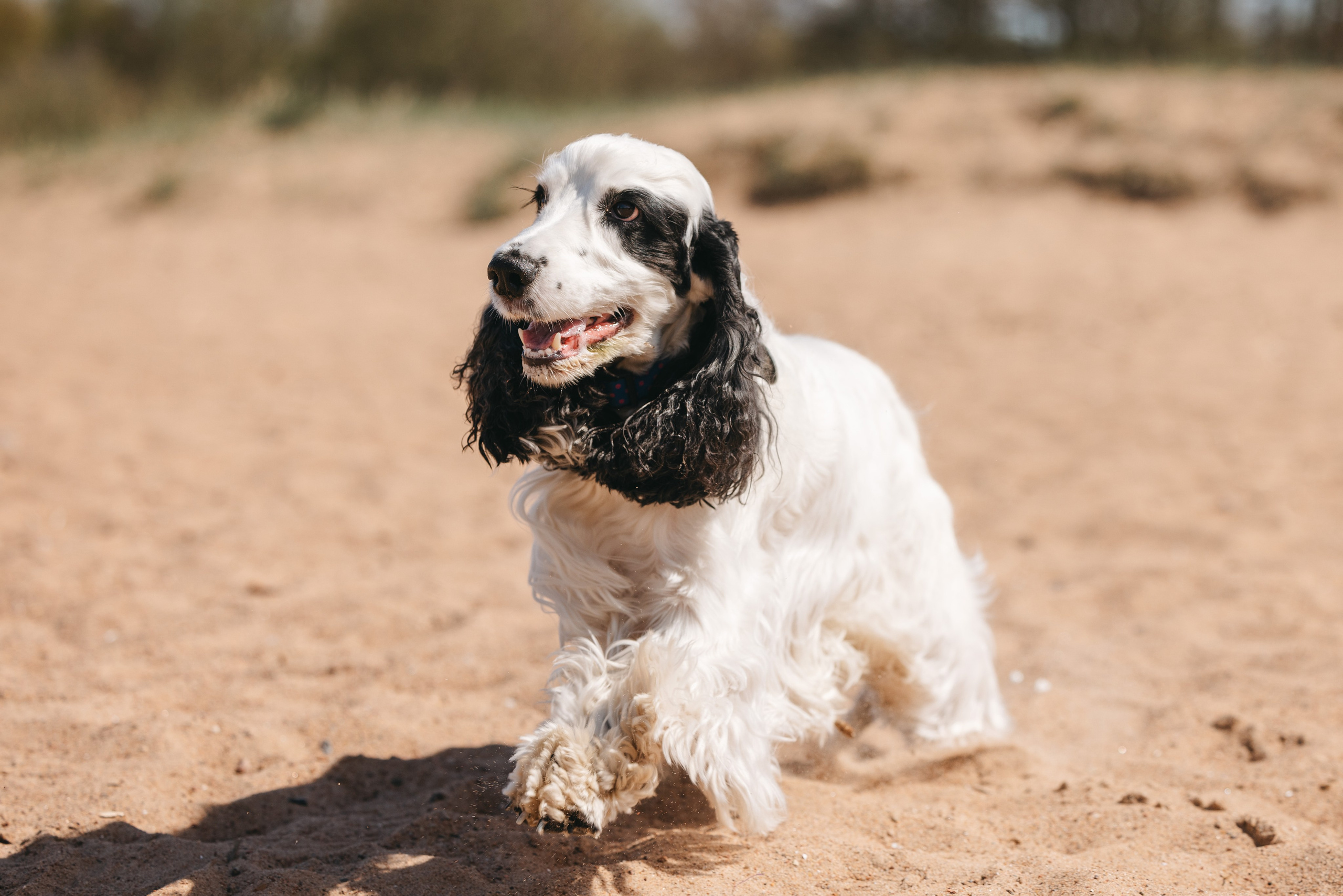Спанимания. Фотограф анималист Осипчикова Мария