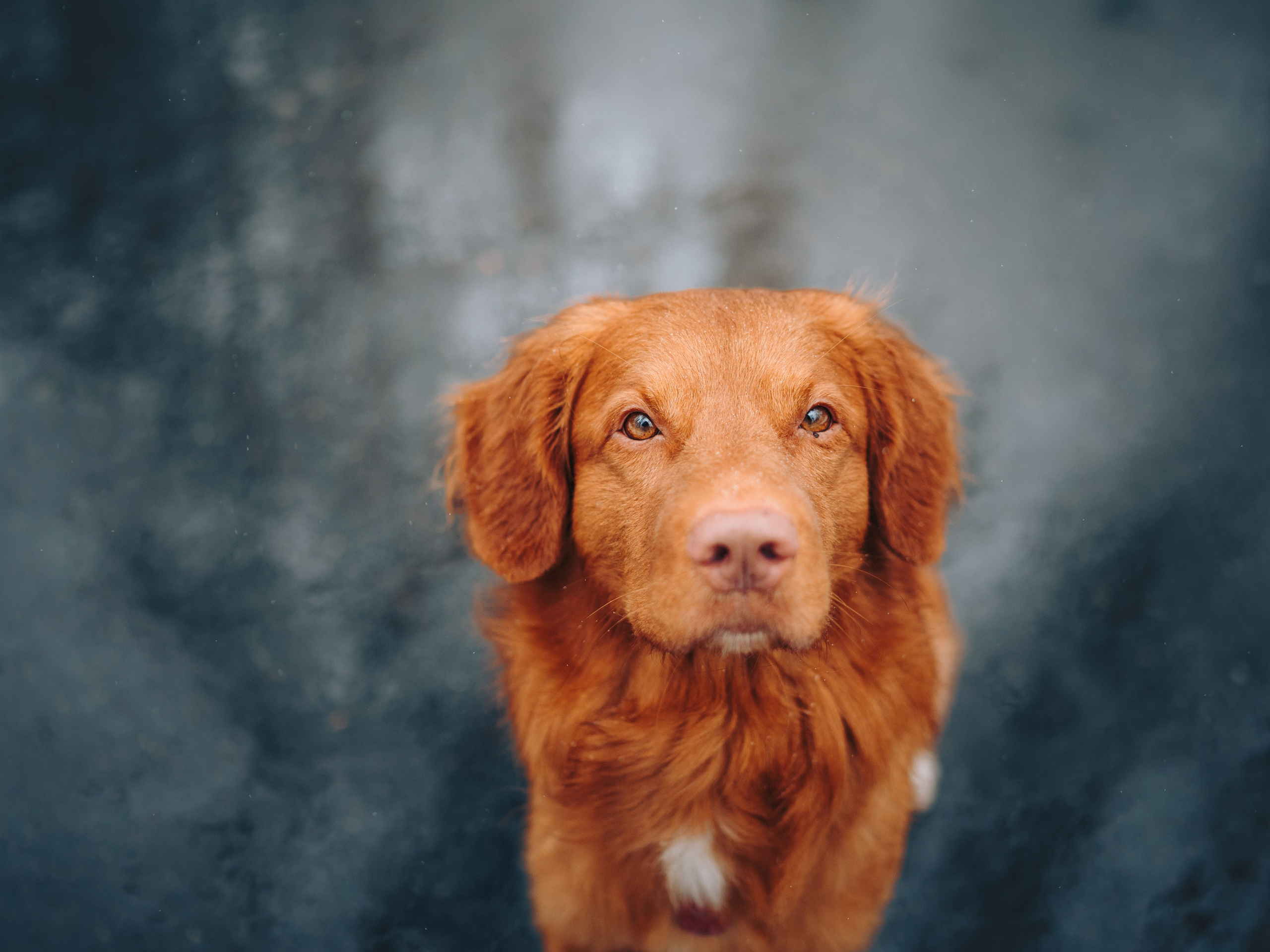 Наташа и Бубел. Семейный фотограф анималист Ананьева Мария — Москва