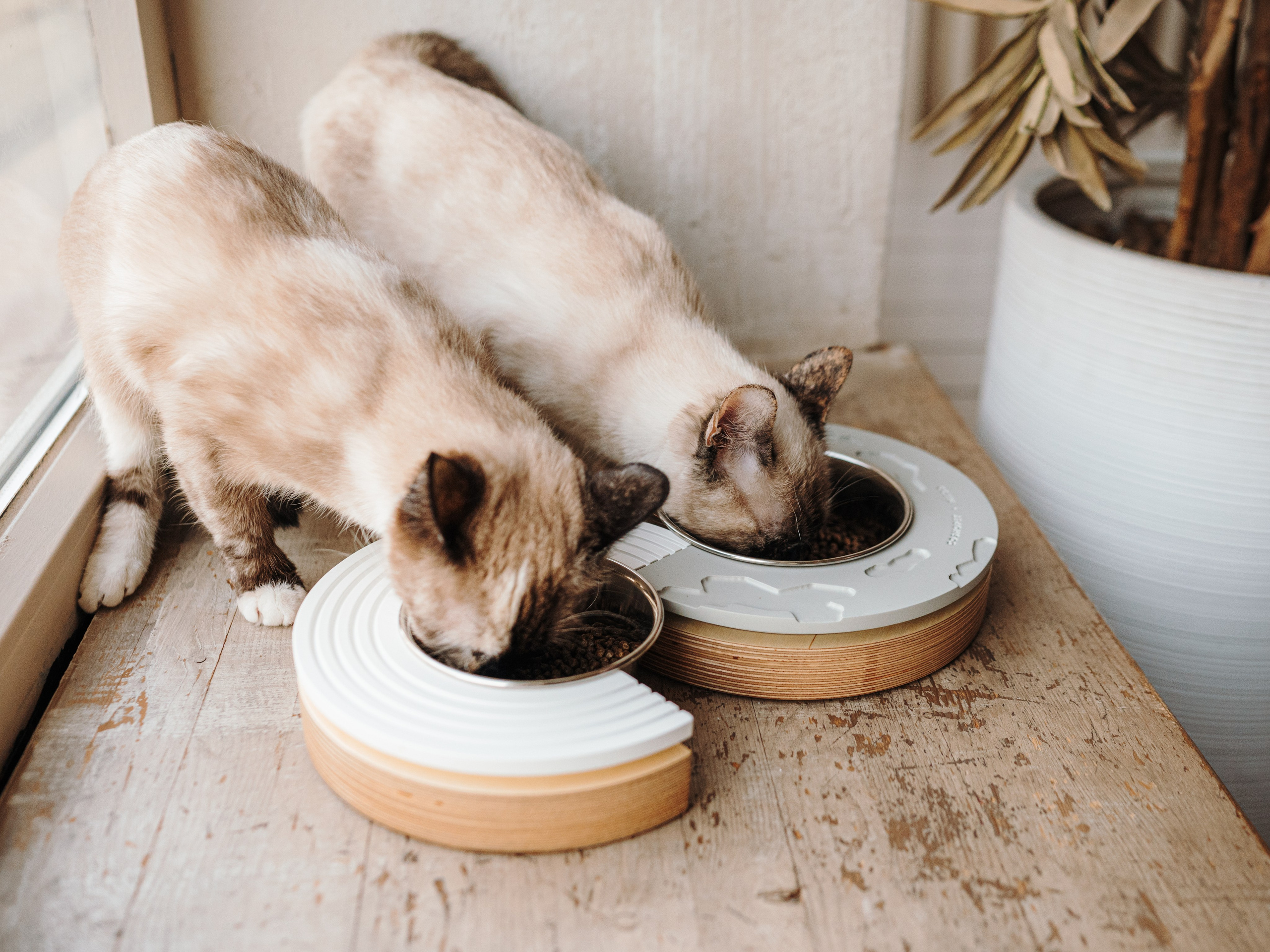 Cosmodog. Миски и лакомства. Семейный фотограф анималист Ананьева Мария — Москва