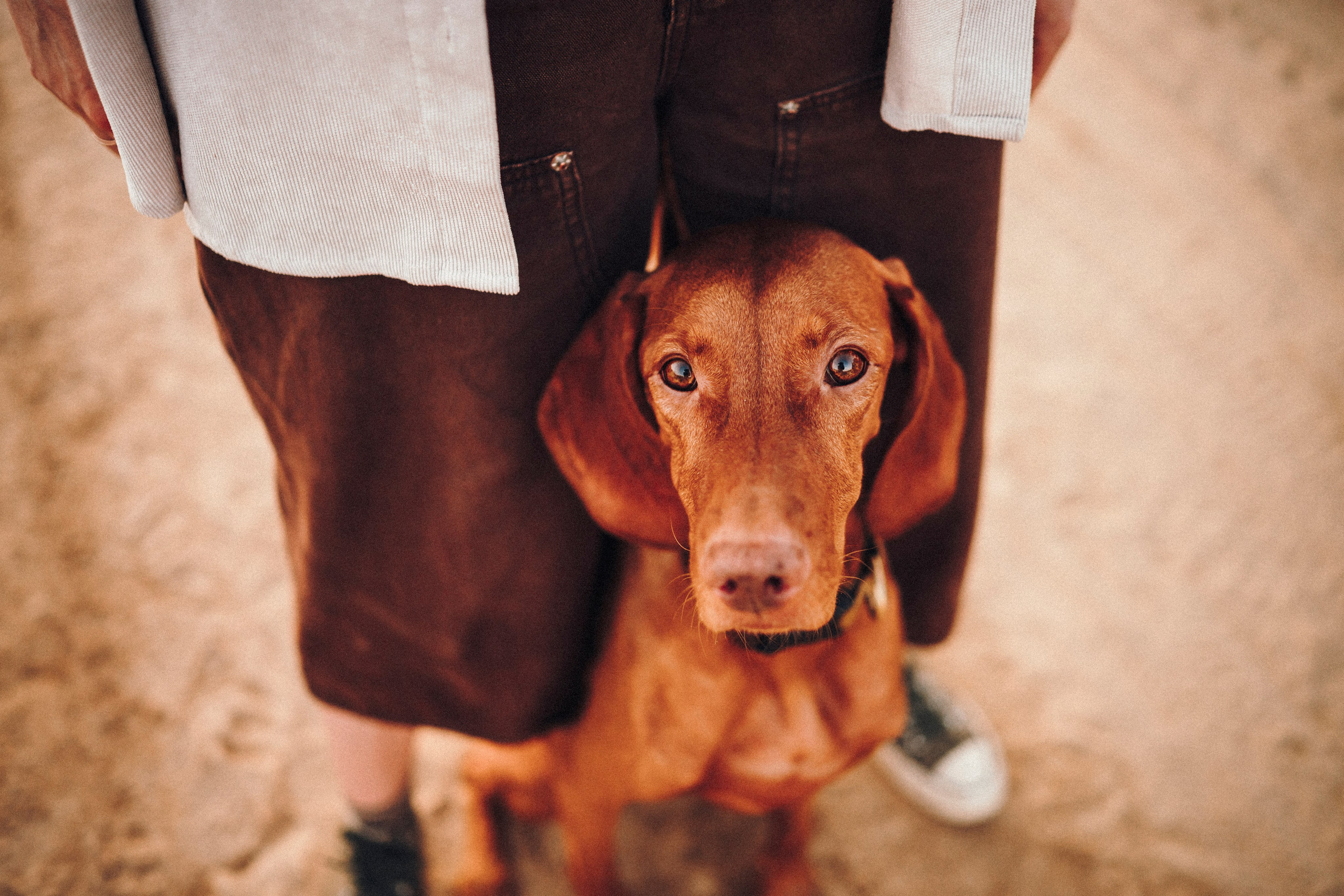 Маша, Трисс и Эста. Семейный фотограф анималист Ананьева Мария — Москва