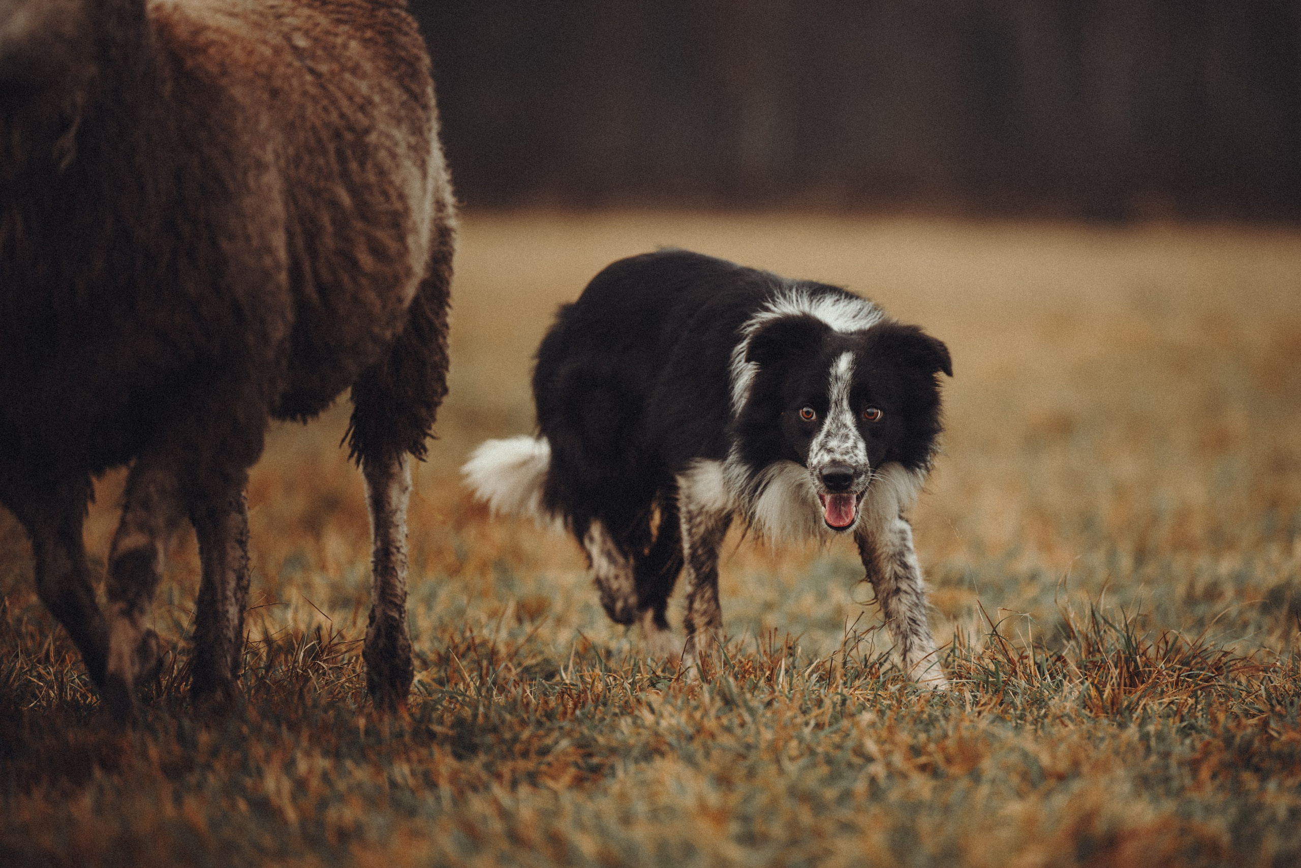 Настя и Рэги на ферме. Семейный фотограф анималист Ананьева Мария — Москва