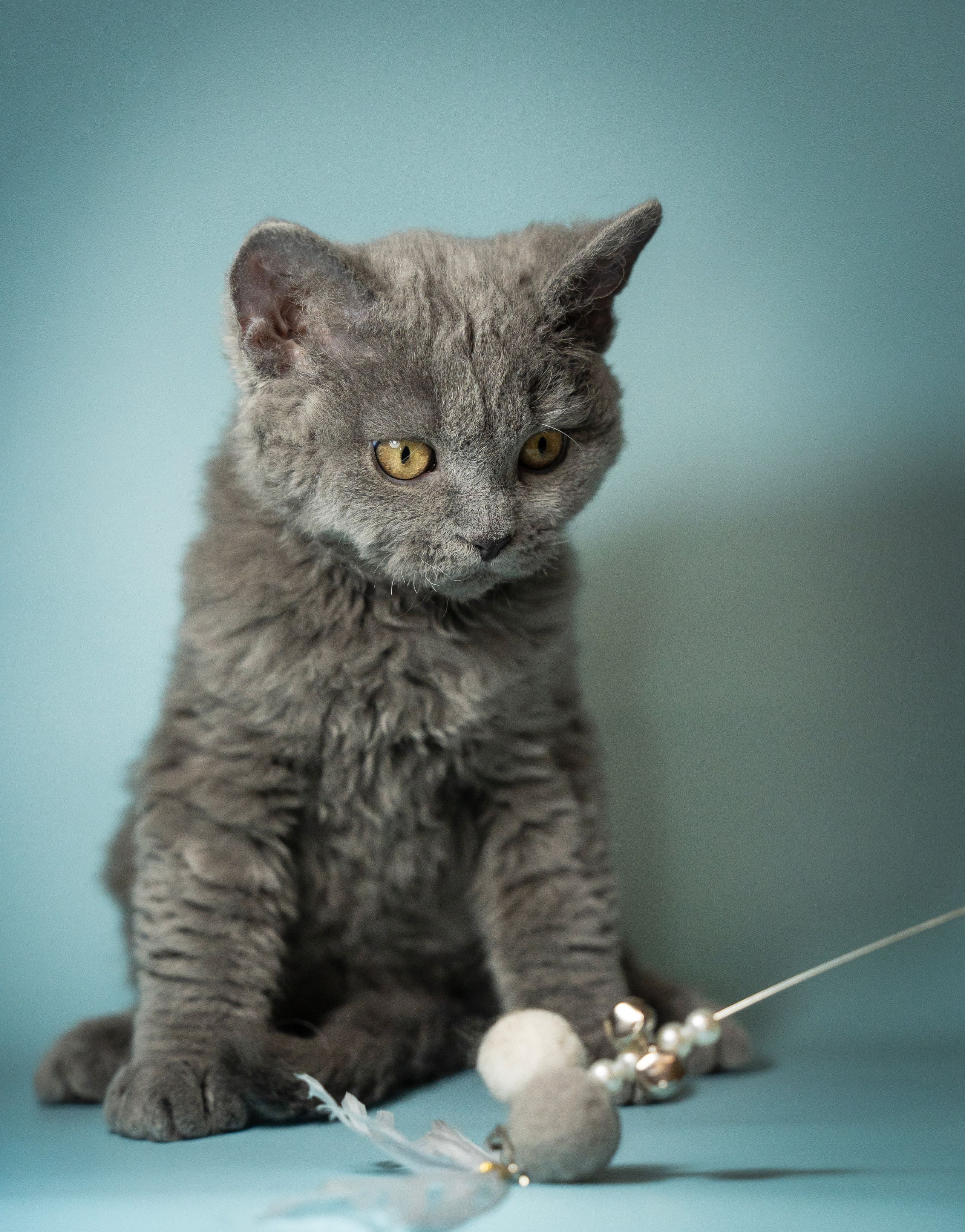 Котики. Семейный фотограф анималист г. Находка