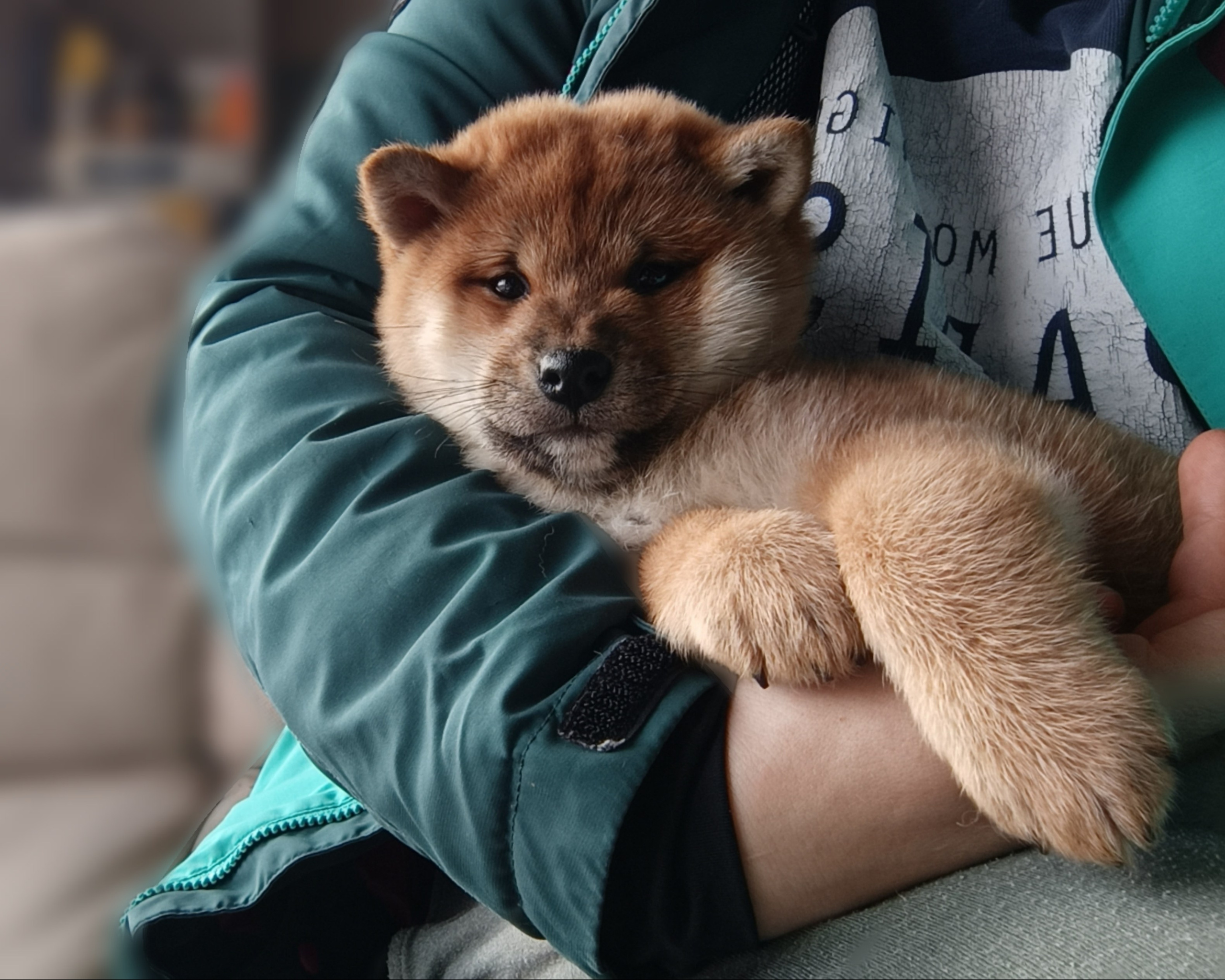 Сиба Rubylight Ellis питомник Рубилайт 