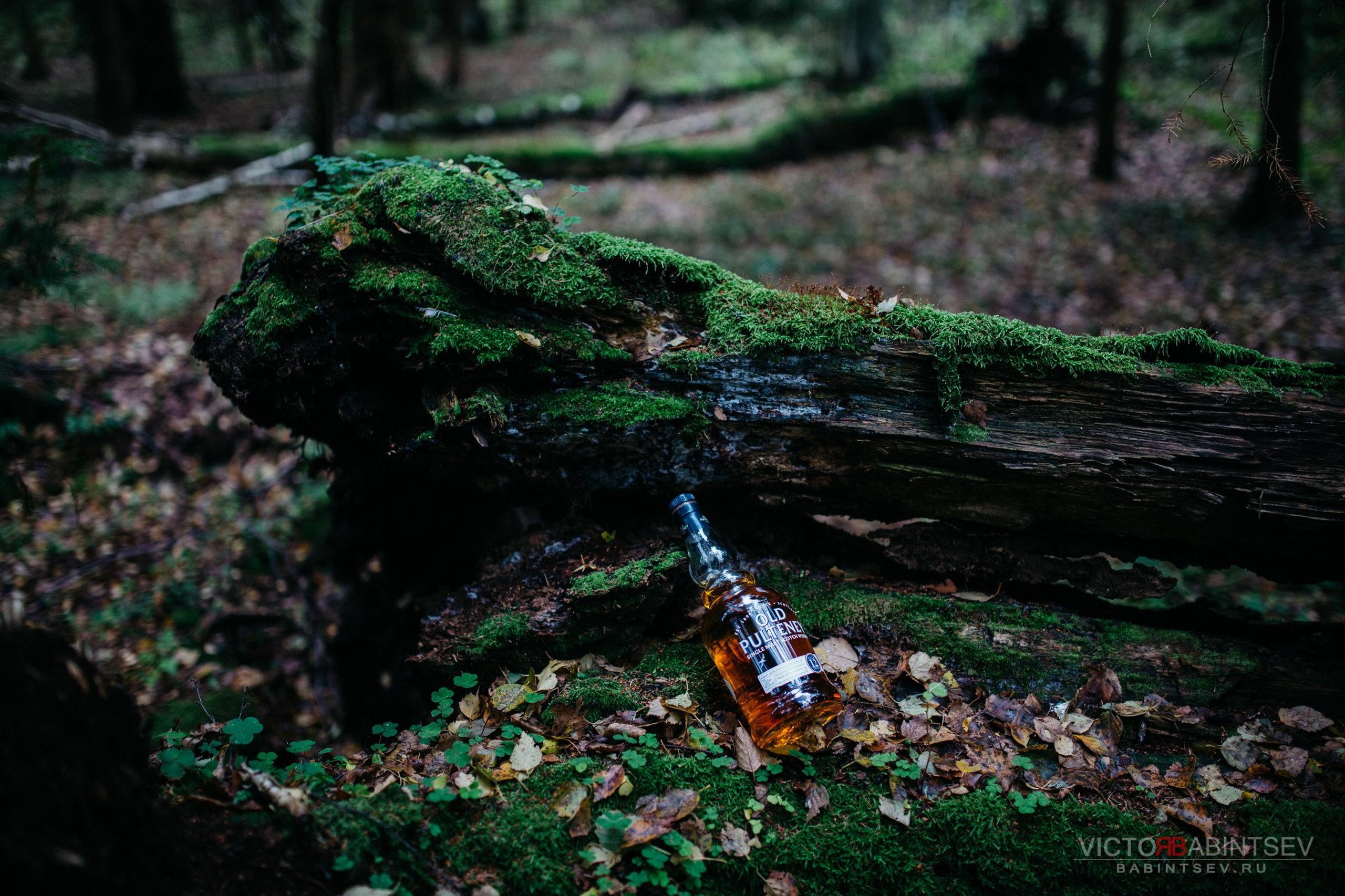 Whisky. Семейный и репортажной фотограф в Красноярске и Москве Виктор Бабинцев