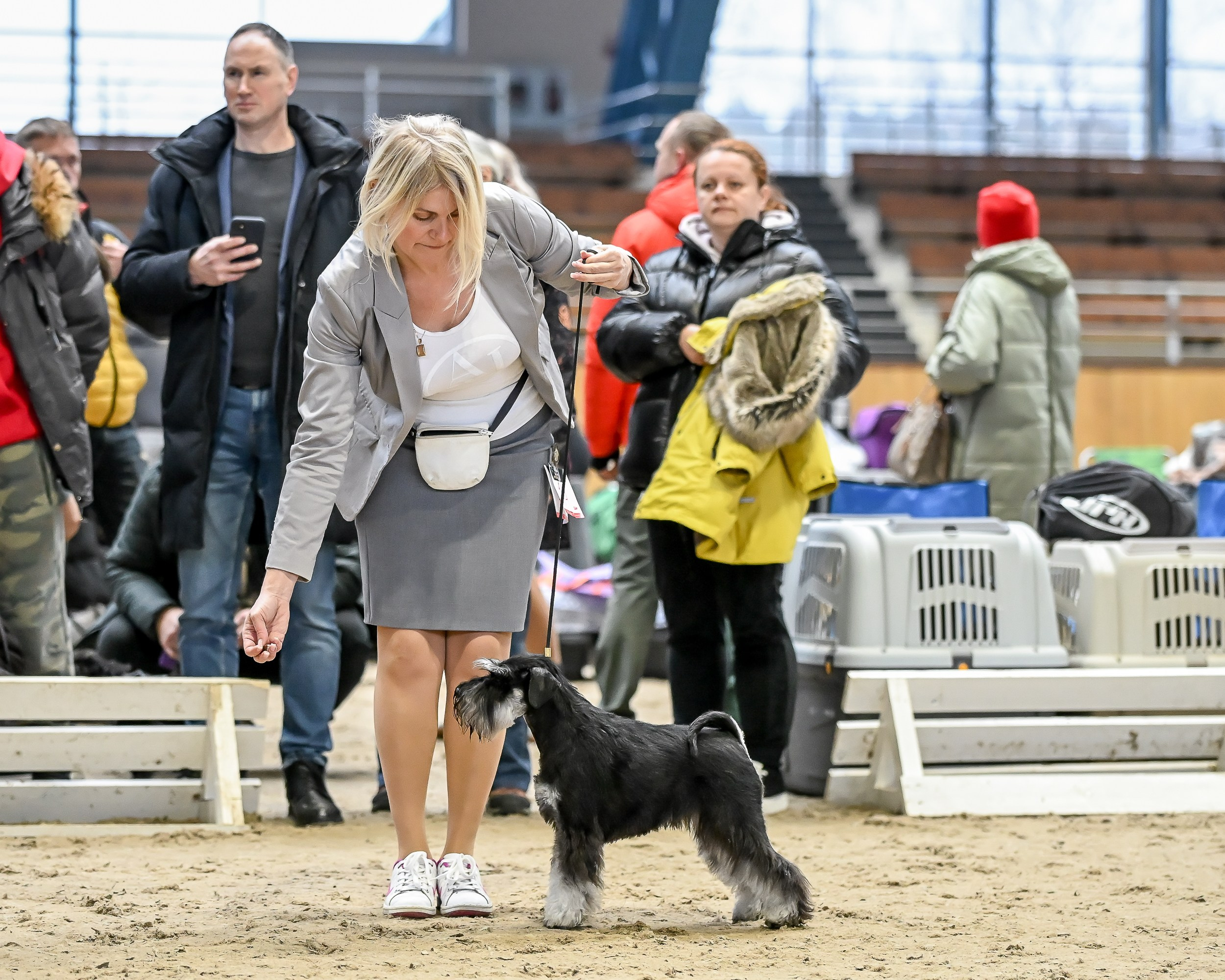 Харли/ Delinso Balance Ultima Gail. Питомник цвергшнауцеров в Беларуси «Делинсо Бэлэнс»