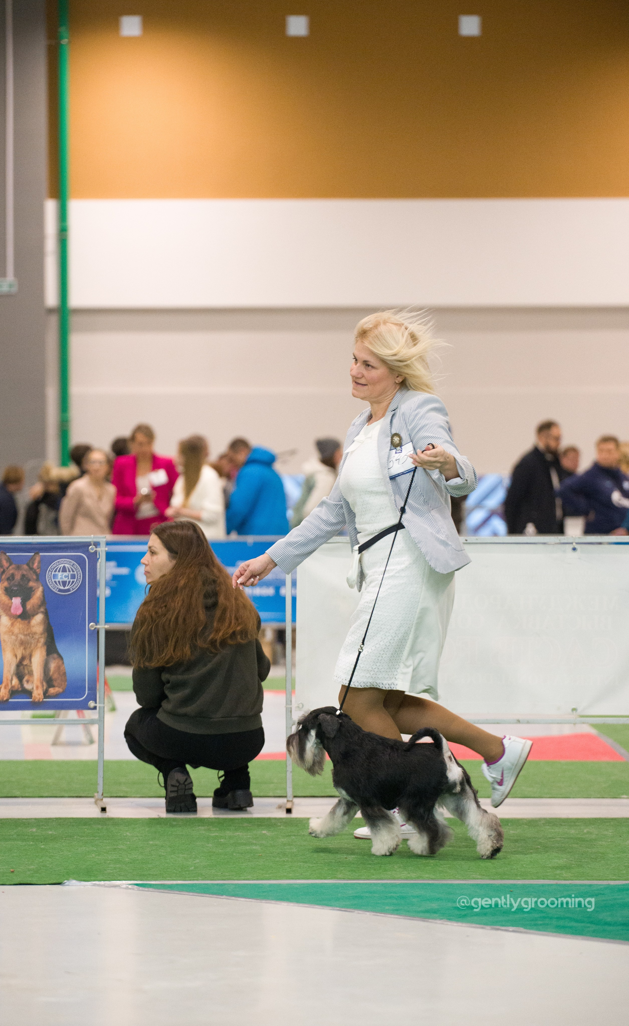 Питомник Делинсо Бэлэнс, щенки цвергшнауцера, купить щенка цвергшнауцера, питомник цвергшнауцеров, кобель цвергшнауцера для вязки, щенок цвергшнауцера, питомник цвергшнауцеров, черный с серебром, цверг, лучший питомник в беларуси
