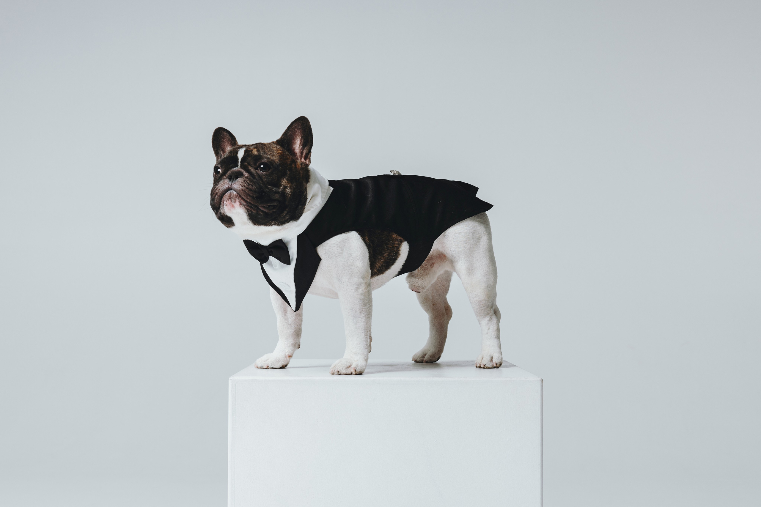 Анна, Юля, грогу и Винс. Фотограф — анималист Владивосток, Алина