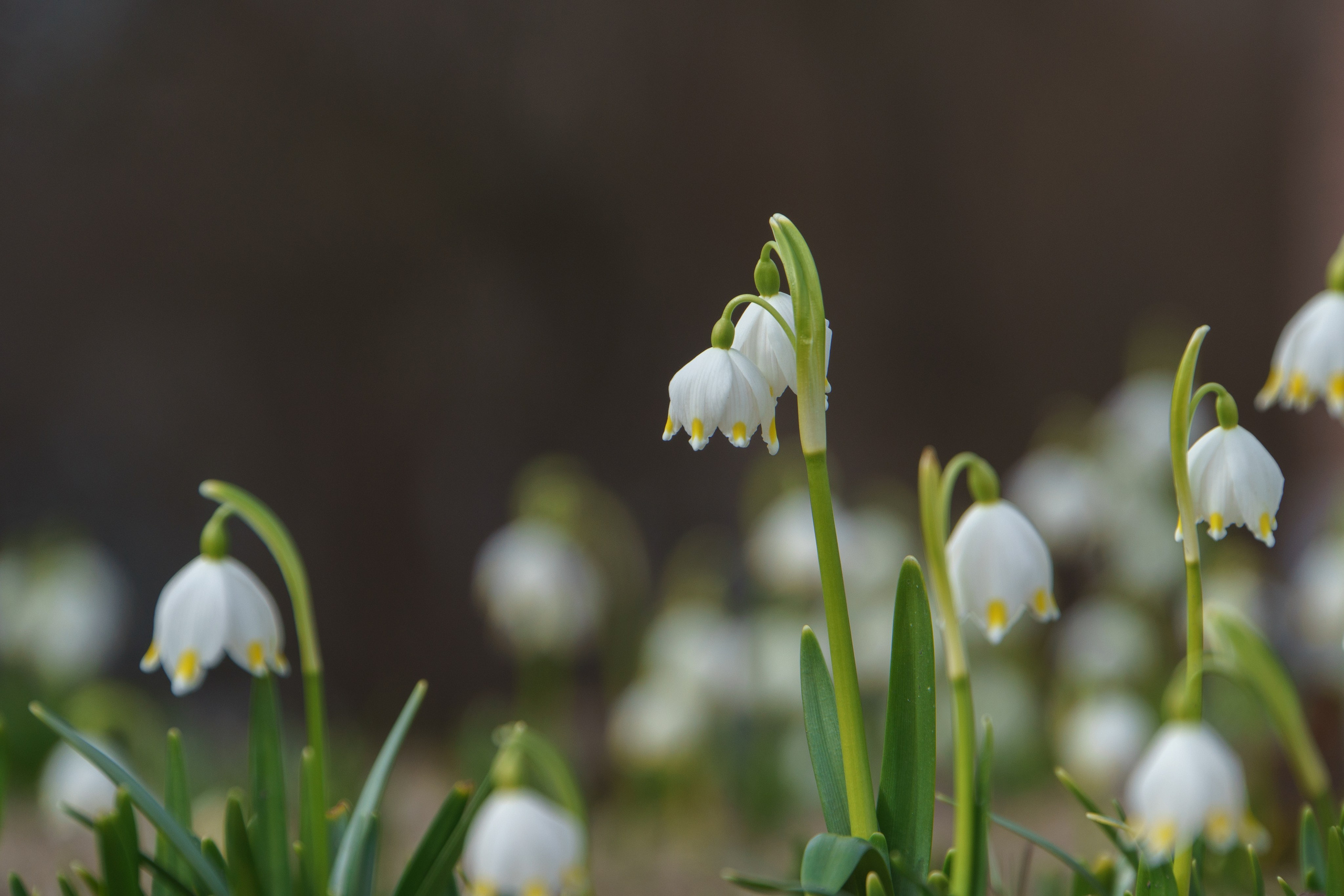 Цветы. Ваш личный фотограф Марина Волкова
