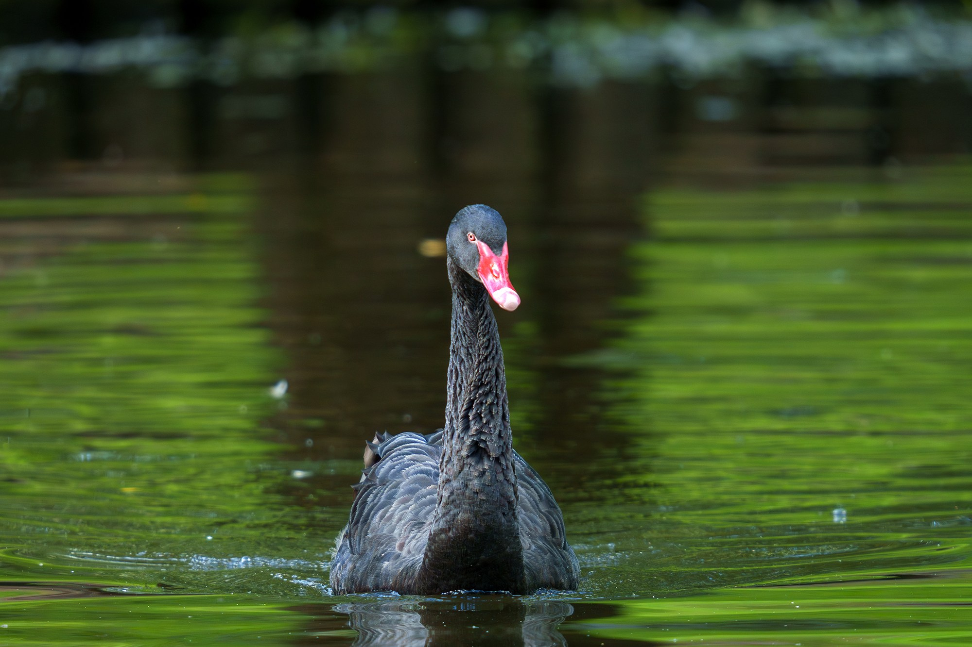 Удивительные мир птиц. Вокруг нас столько прекрасного — присмотритесь!. Ваш личный фотограф Марина Волкова