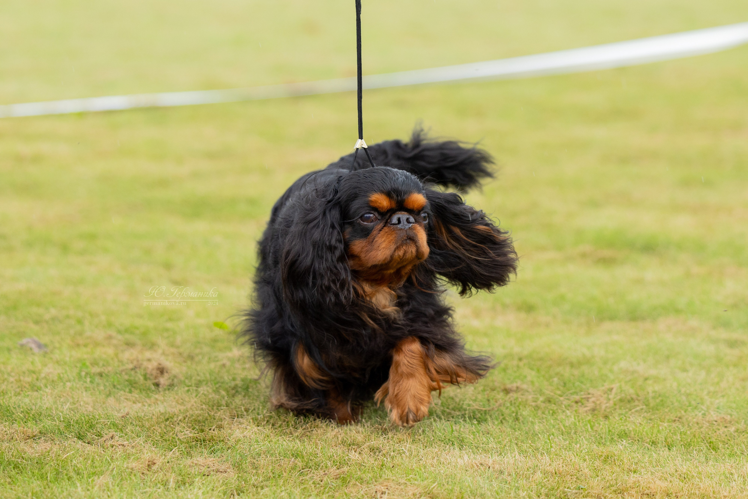 Ярославль 21.07.24 и Балашиха 13.07.24. Фотограф-анималист Юлия Германика