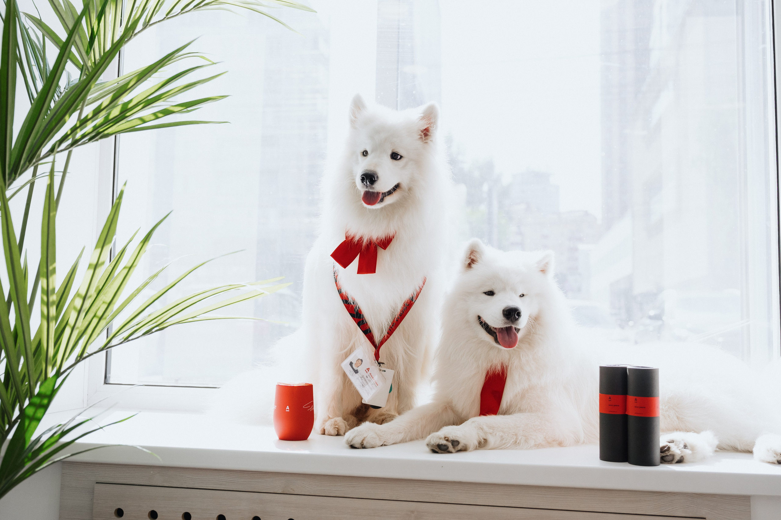 Фотосессия с самоедами