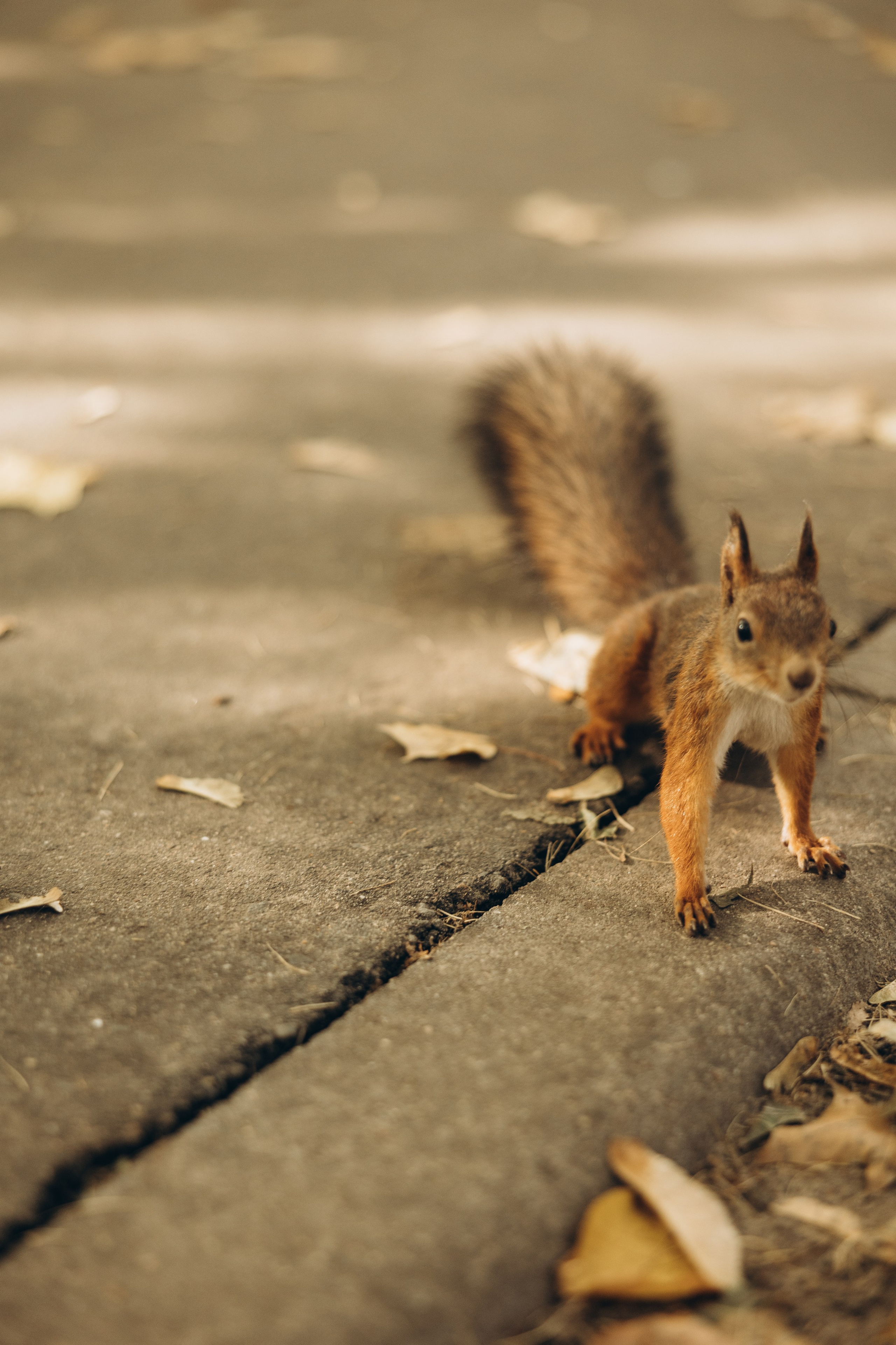 Оля. Семейный фотограф в Москве Виктория Ястребинская