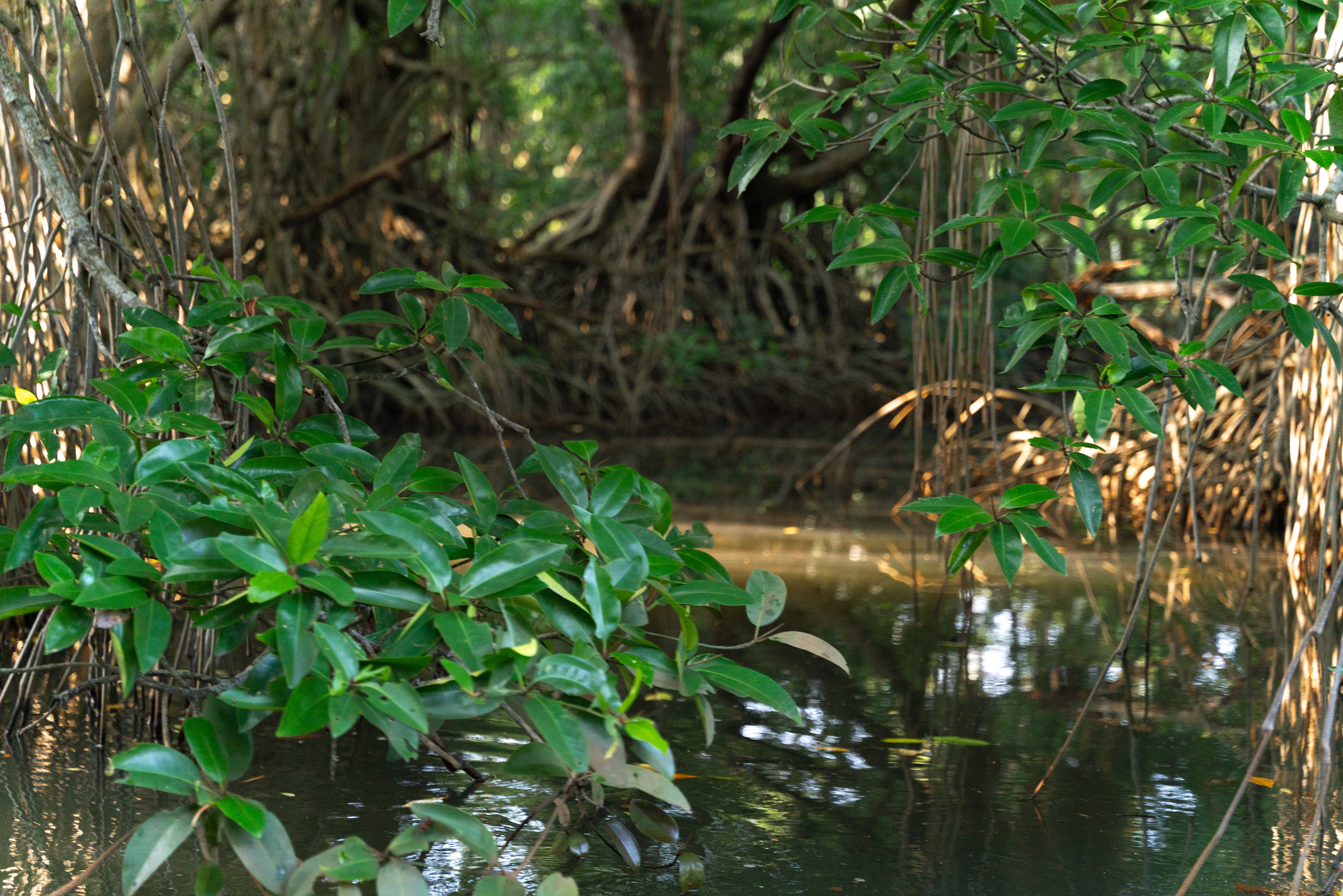 Шри-Ланка. ПОБУДЬ ЗДЕСЬ И ЦЕЛЕЕ БУДЕТ ЭТОТ МИР