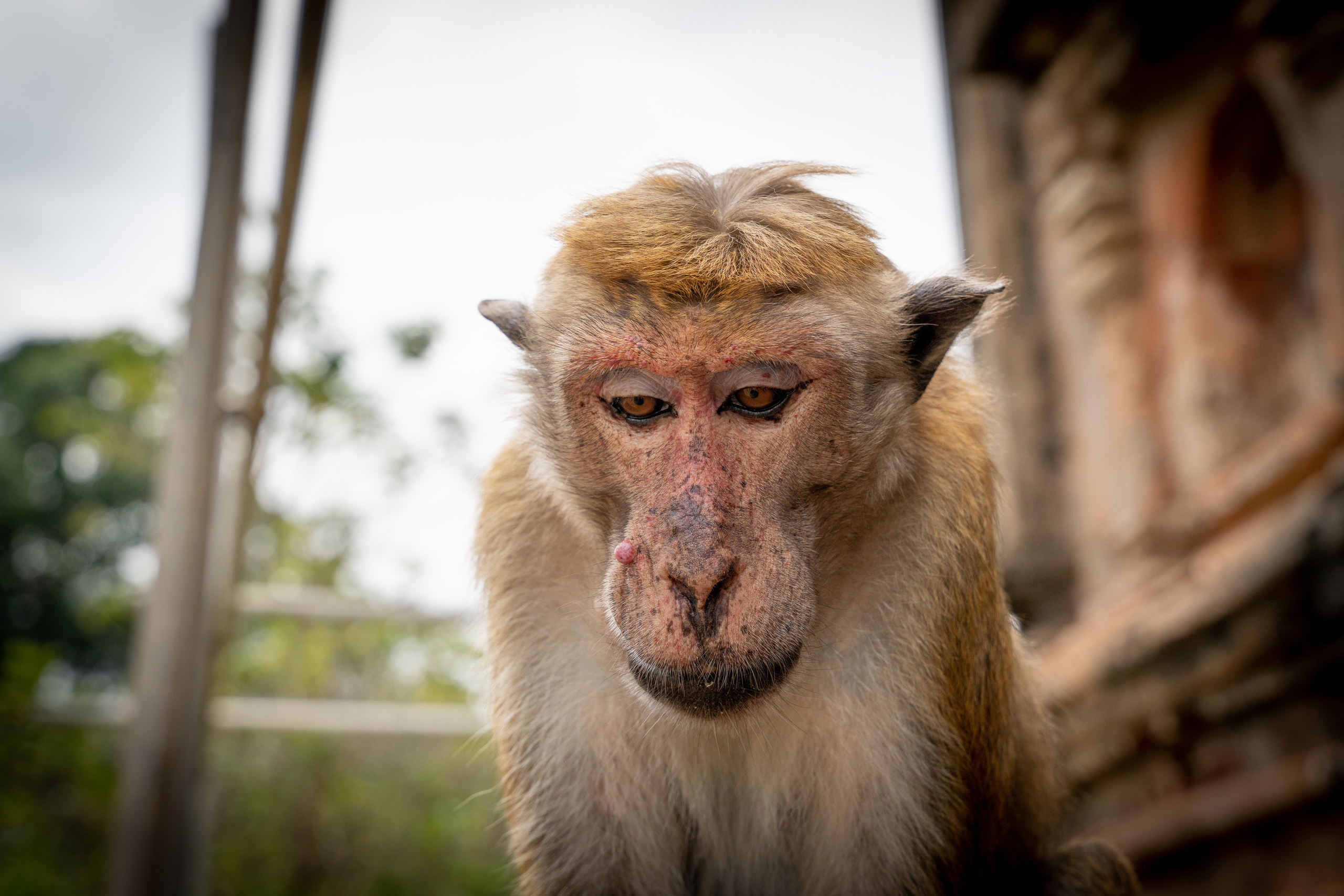 Животные. ПОБУДЬ ЗДЕСЬ И ЦЕЛЕЕ БУДЕТ ЭТОТ МИР