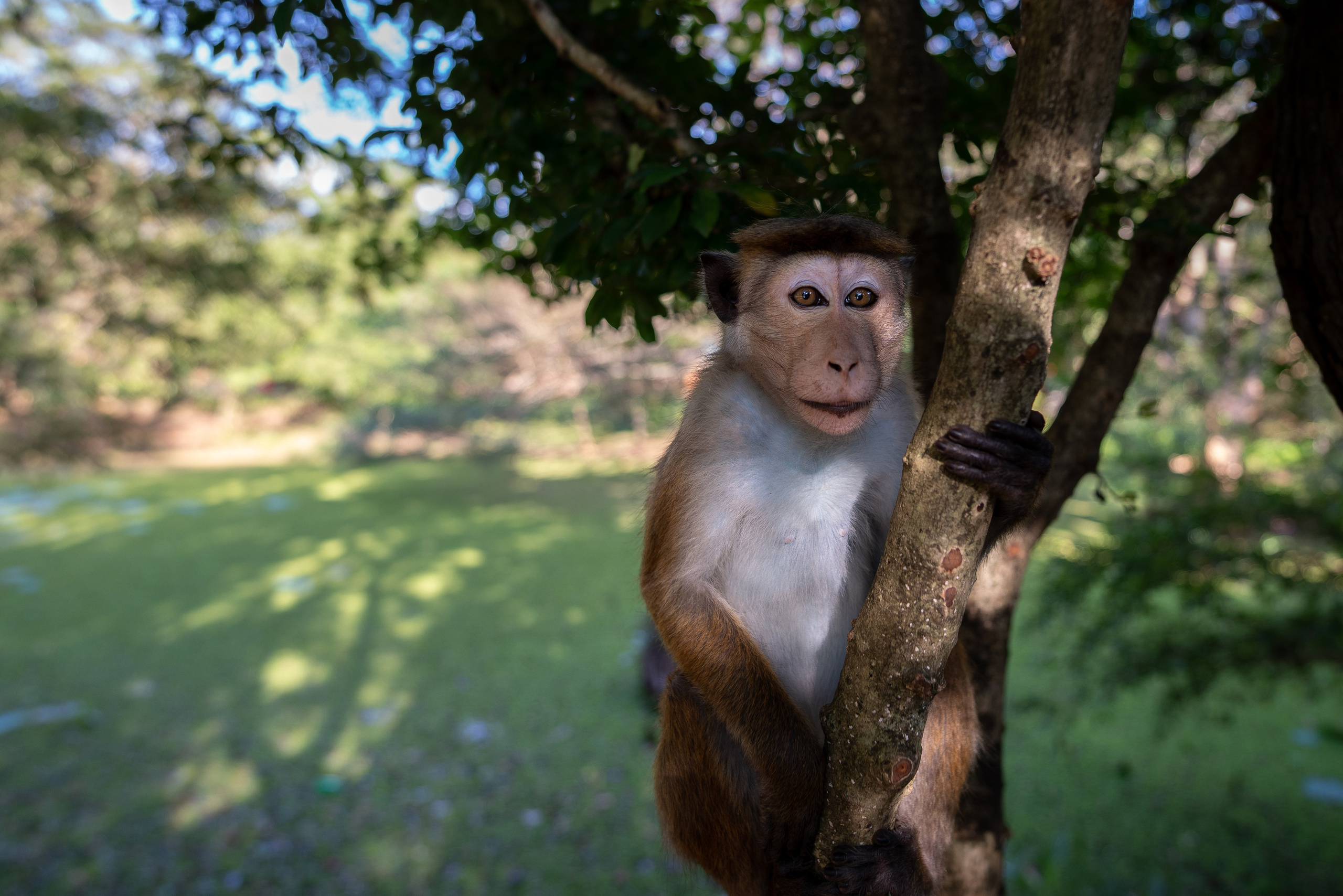 Животные. ПОБУДЬ ЗДЕСЬ И ЦЕЛЕЕ БУДЕТ ЭТОТ МИР