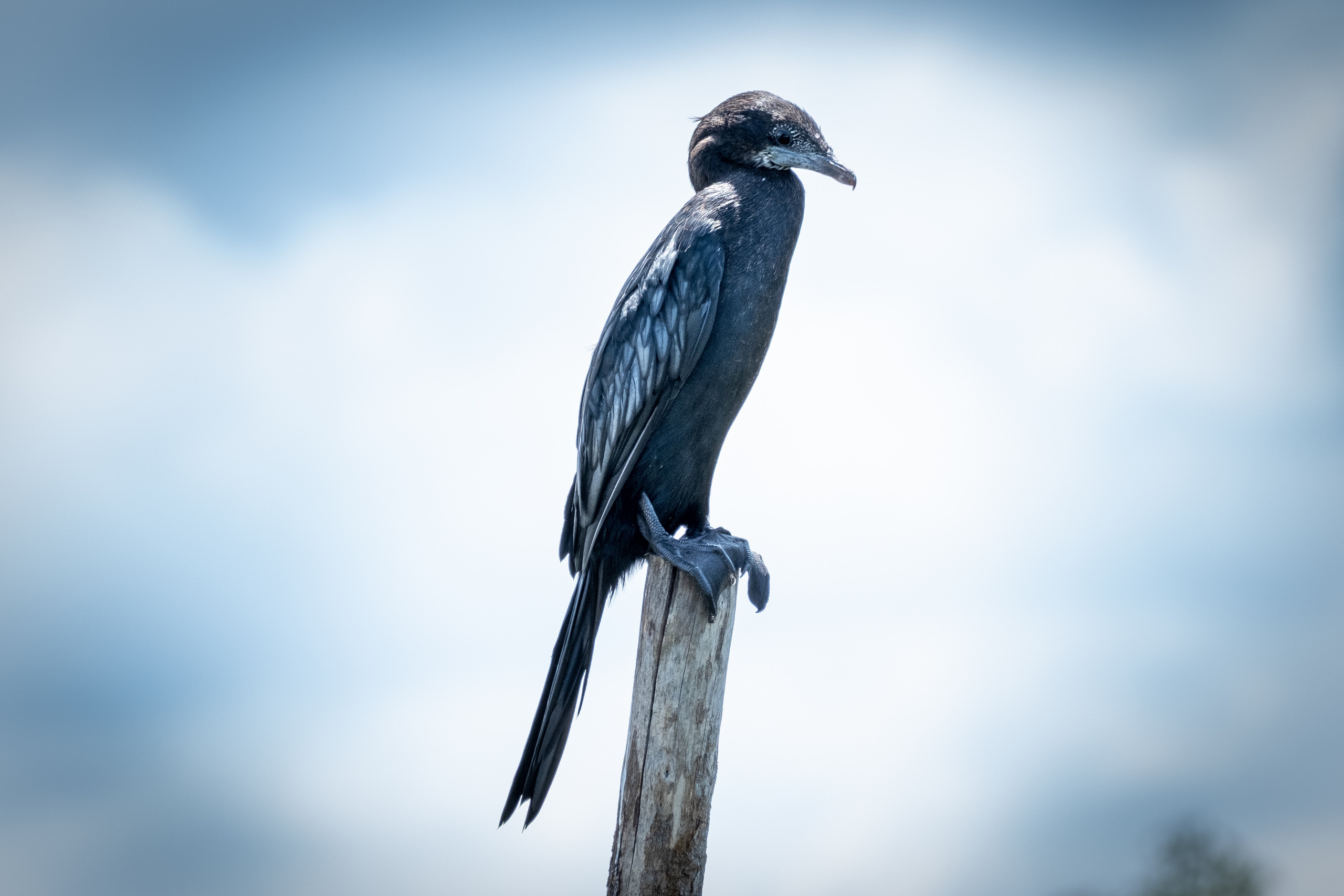 Животные. ПОБУДЬ ЗДЕСЬ И ЦЕЛЕЕ БУДЕТ ЭТОТ МИР