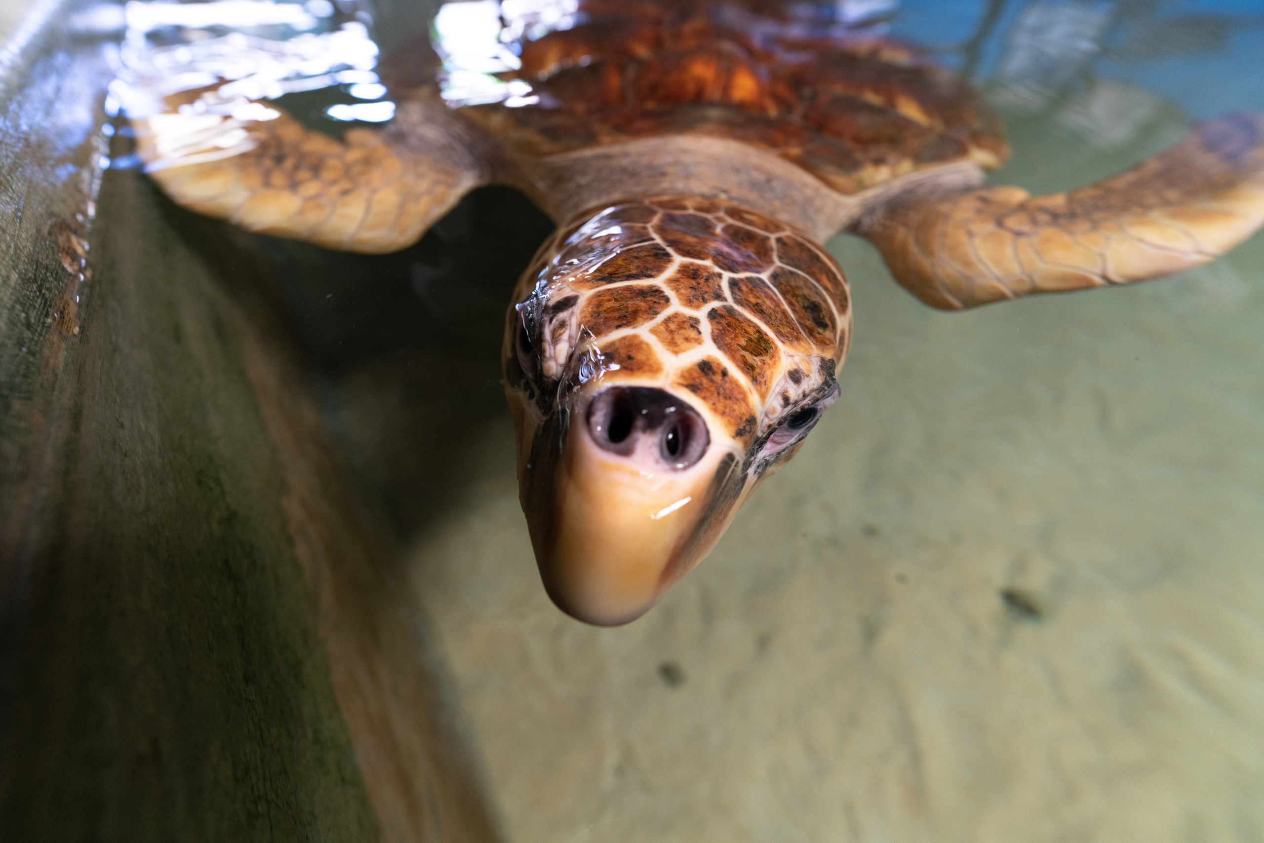 Шри-Ланка. ПОБУДЬ ЗДЕСЬ И ЦЕЛЕЕ БУДЕТ ЭТОТ МИР