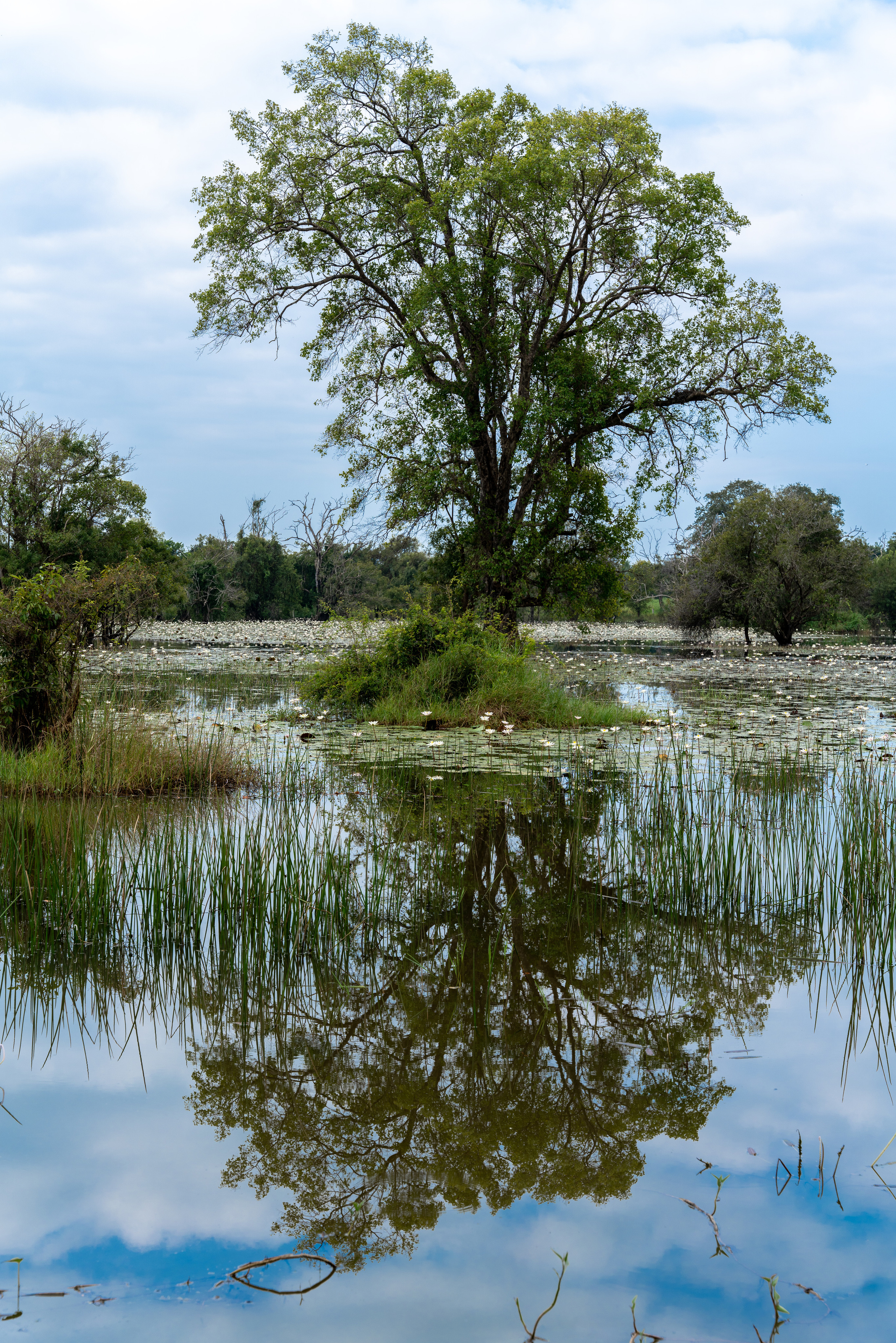 Шри-Ланка. ПОБУДЬ ЗДЕСЬ И ЦЕЛЕЕ БУДЕТ ЭТОТ МИР