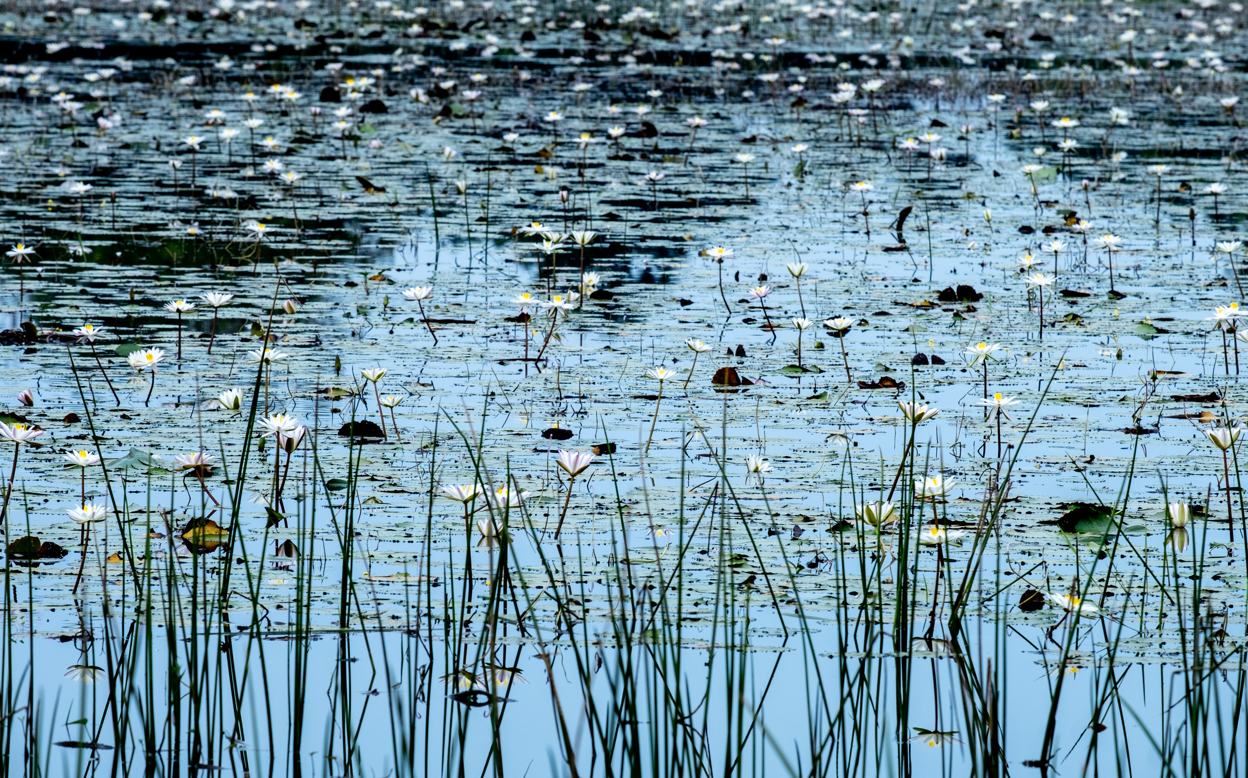 Шри-Ланка. ПОБУДЬ ЗДЕСЬ И ЦЕЛЕЕ БУДЕТ ЭТОТ МИР