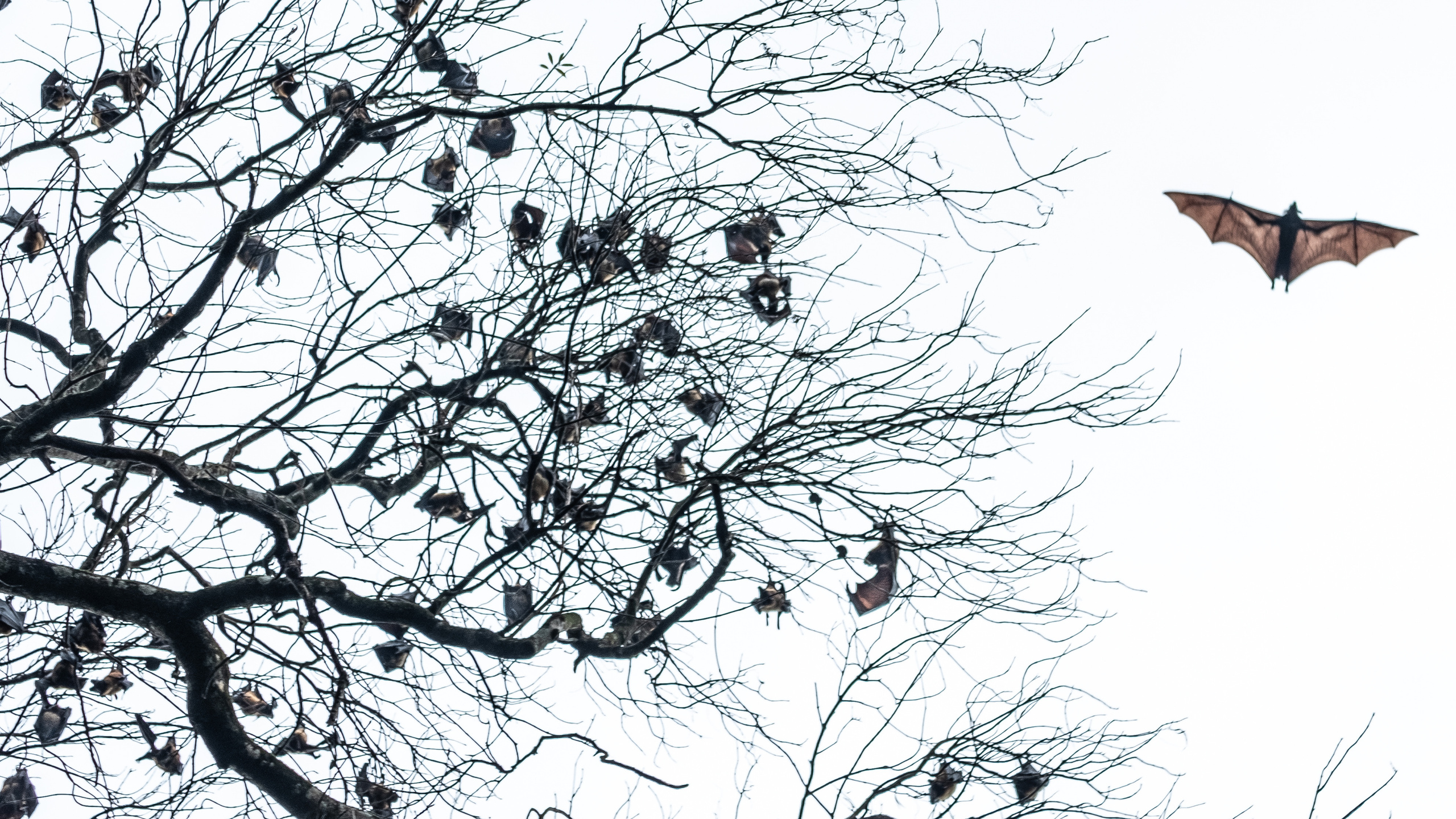 Шри-Ланка. ПОБУДЬ ЗДЕСЬ И ЦЕЛЕЕ БУДЕТ ЭТОТ МИР