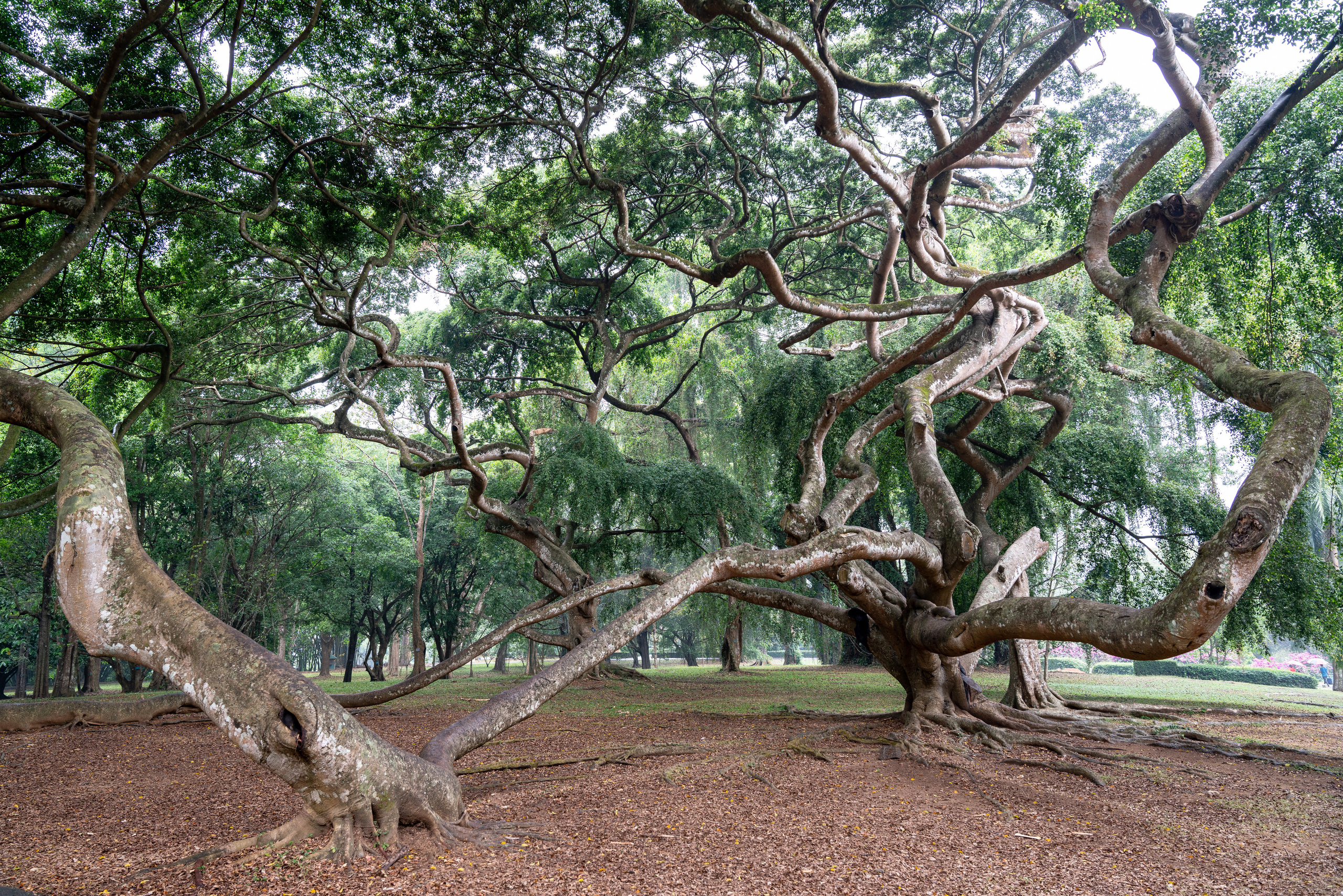 Шри-Ланка. ПОБУДЬ ЗДЕСЬ И ЦЕЛЕЕ БУДЕТ ЭТОТ МИР