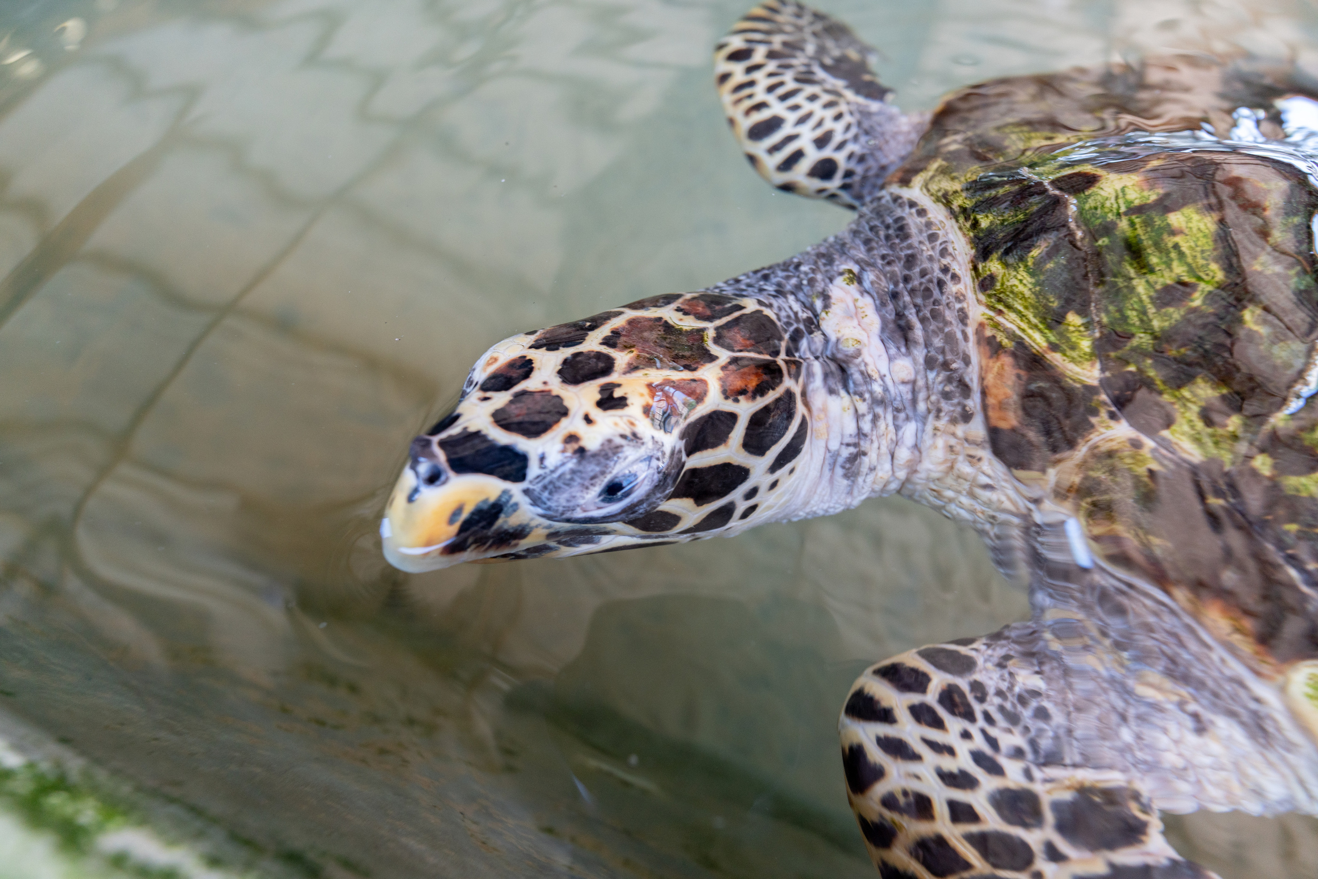 Животные. ПОБУДЬ ЗДЕСЬ И ЦЕЛЕЕ БУДЕТ ЭТОТ МИР
