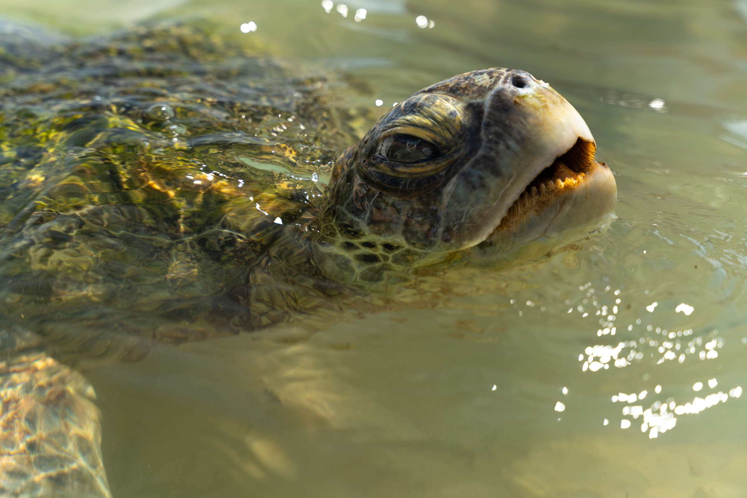 Животные. ПОБУДЬ ЗДЕСЬ И ЦЕЛЕЕ БУДЕТ ЭТОТ МИР