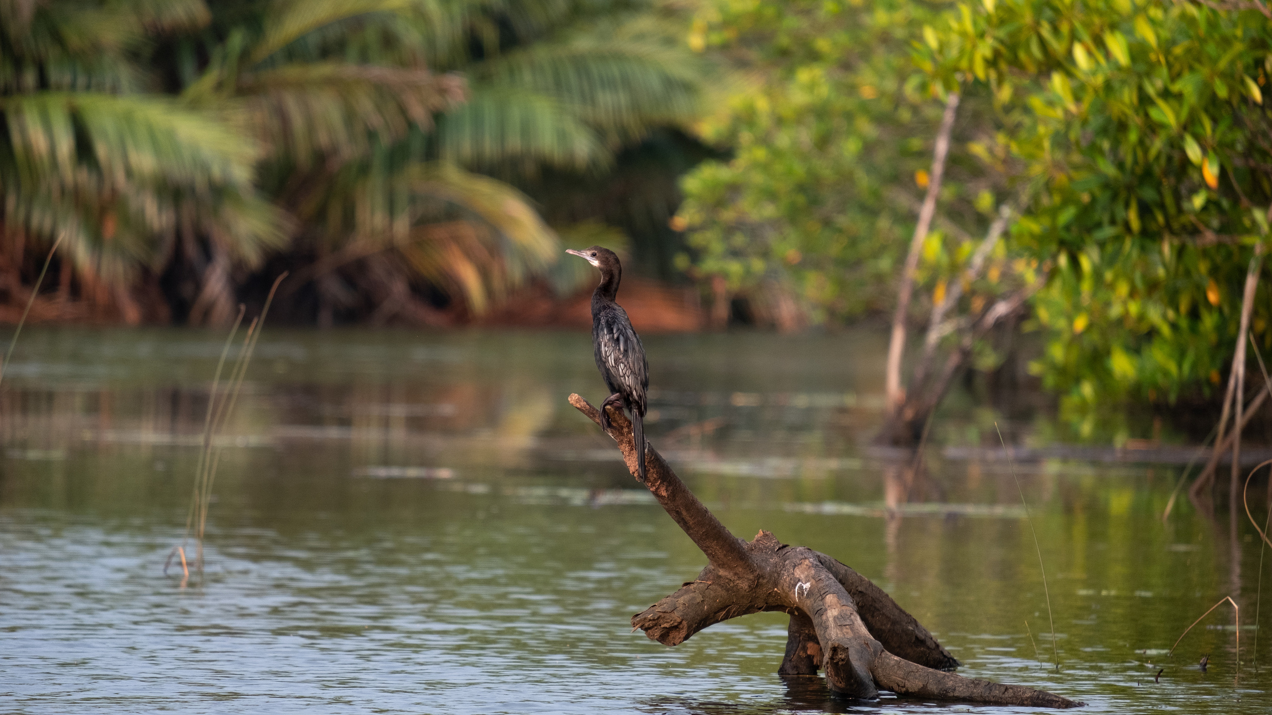 Животные. ПОБУДЬ ЗДЕСЬ И ЦЕЛЕЕ БУДЕТ ЭТОТ МИР