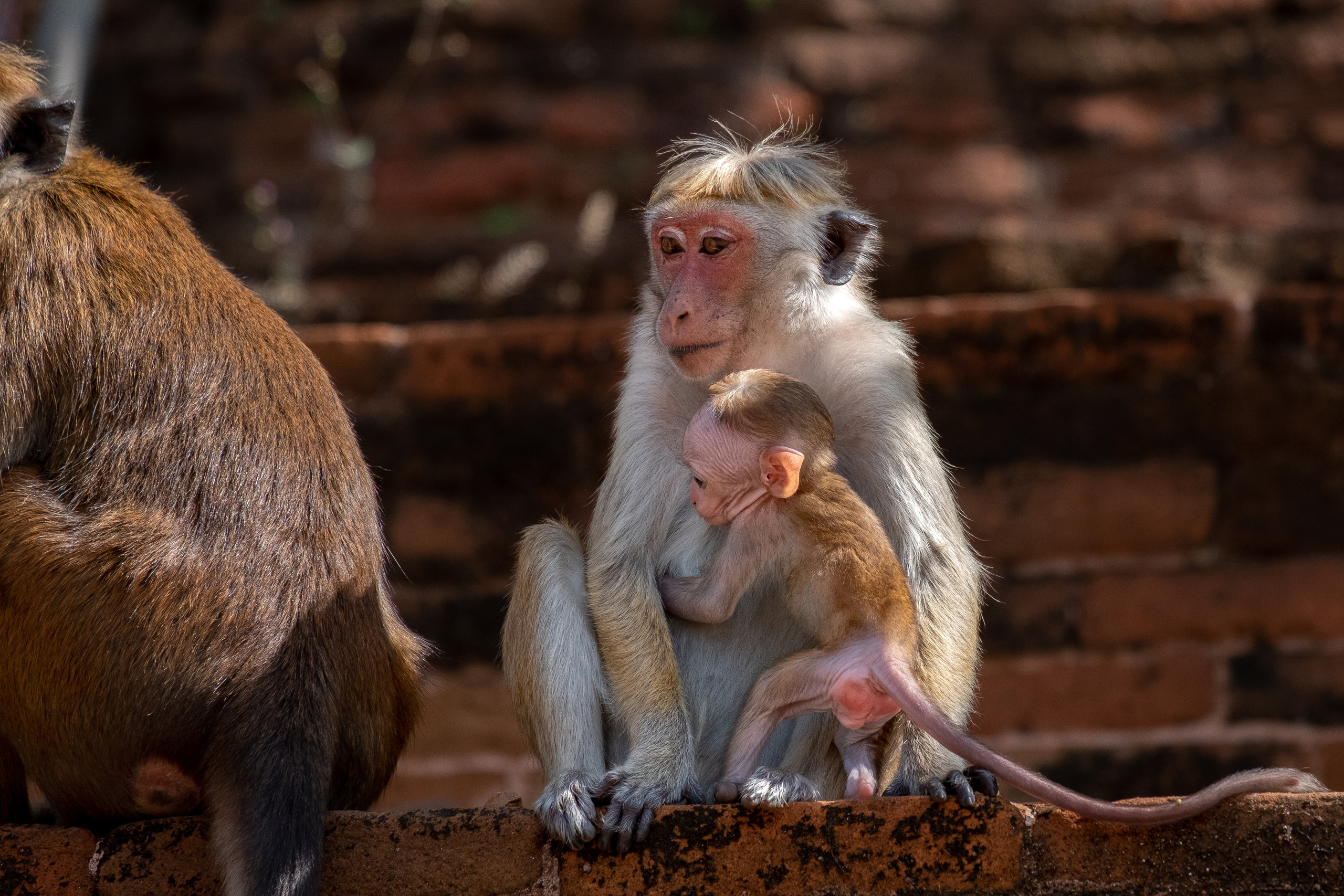 Животные. ПОБУДЬ ЗДЕСЬ И ЦЕЛЕЕ БУДЕТ ЭТОТ МИР