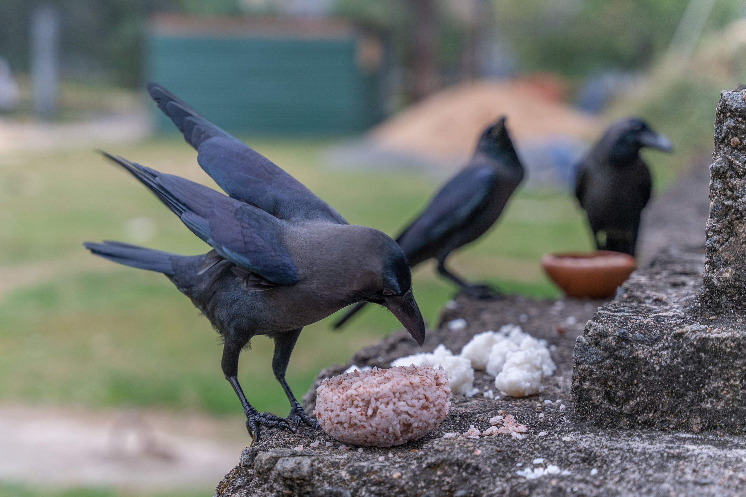Шри-Ланка. ПОБУДЬ ЗДЕСЬ И ЦЕЛЕЕ БУДЕТ ЭТОТ МИР