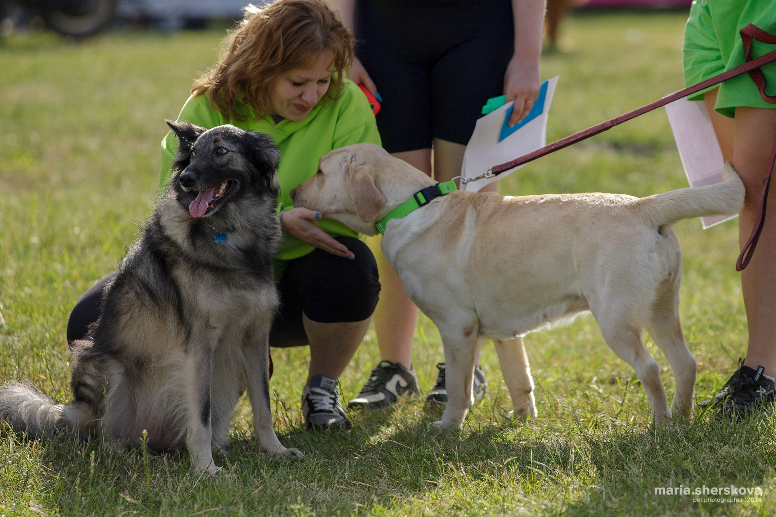 Хвостатый Драйв 2024. Фотограф-анималист в Калуге Мария Шерскова