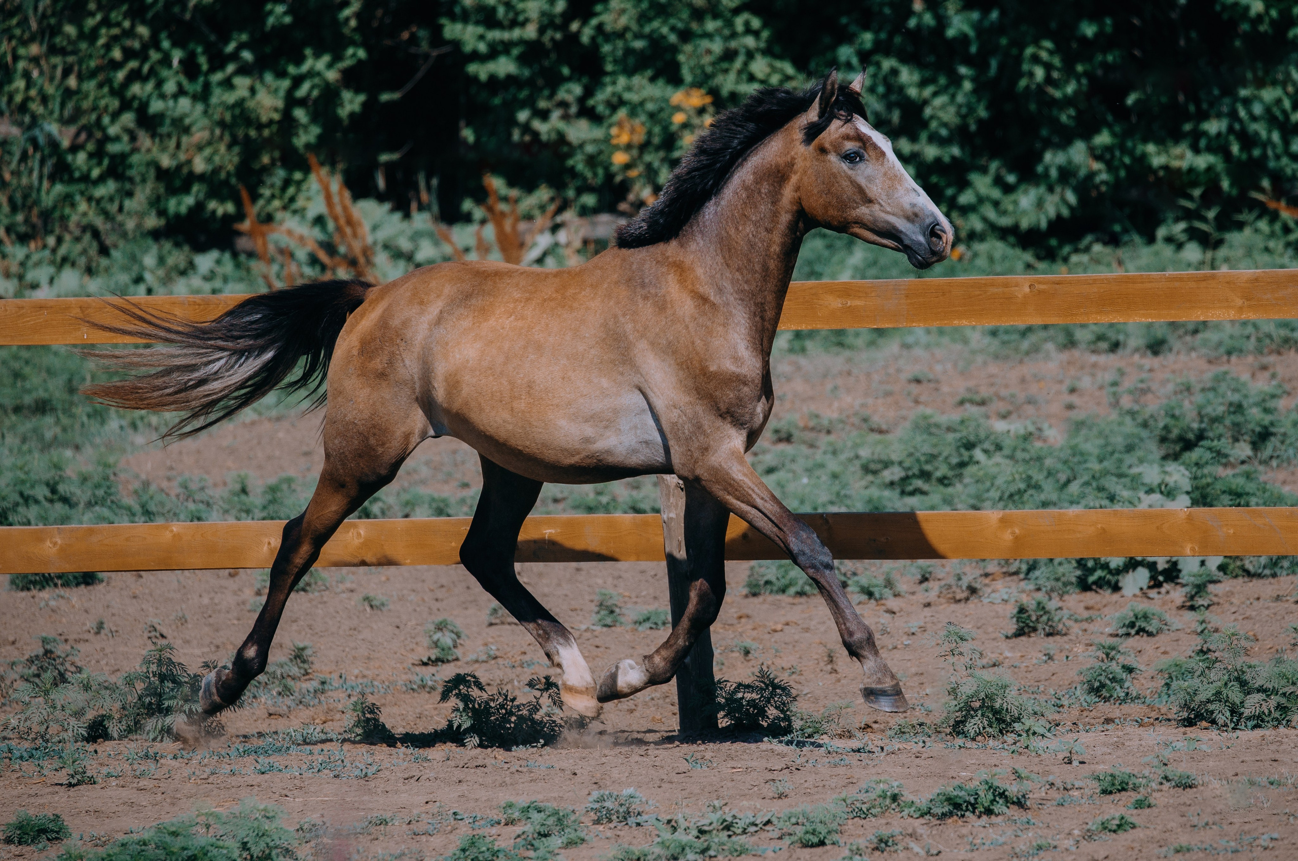В движении. Фотограф-анималист Ксендзова Кристина
