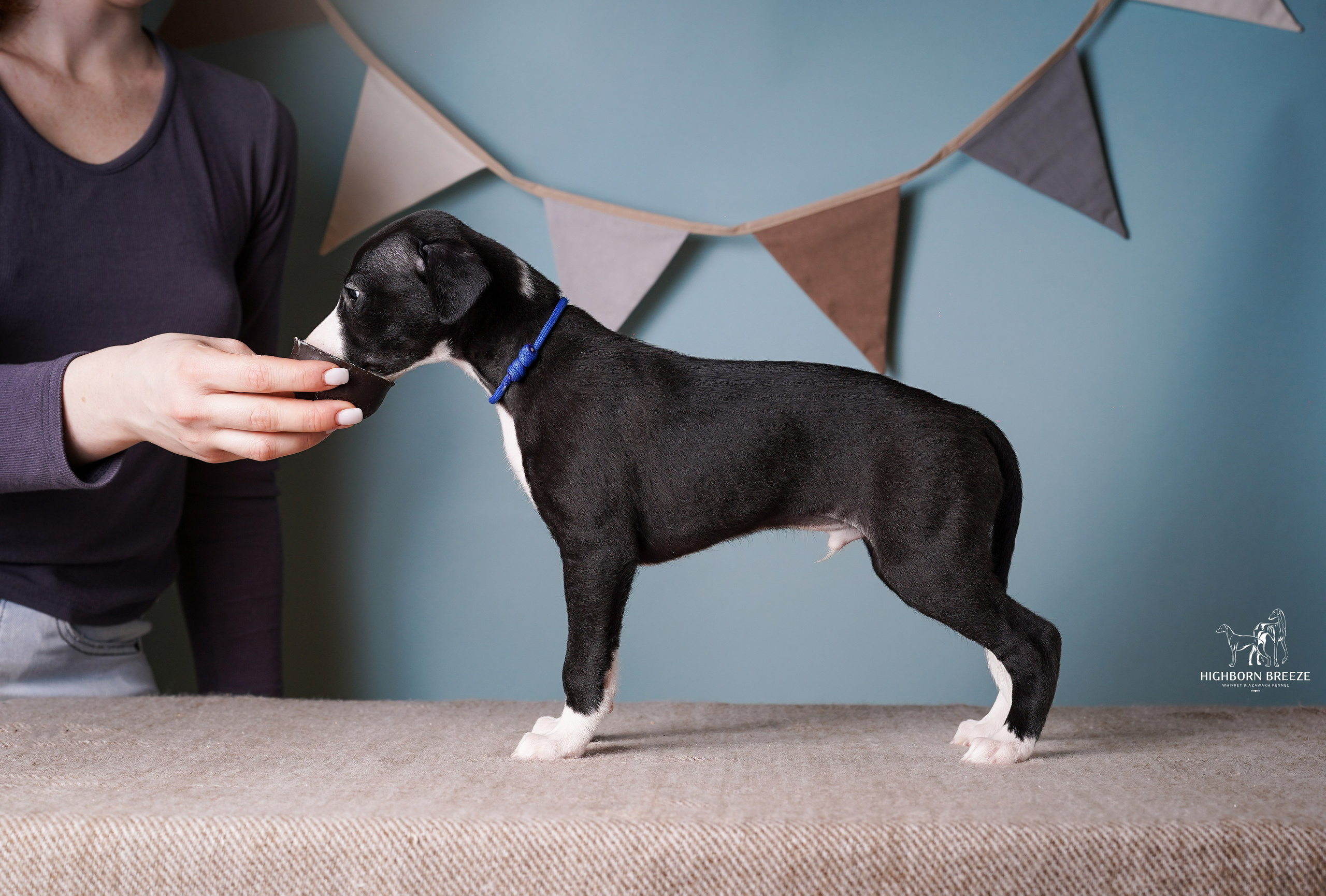 Щенки уиппета. Фотограф-анималист в Санкт-Петербурге Яна Мартынова
